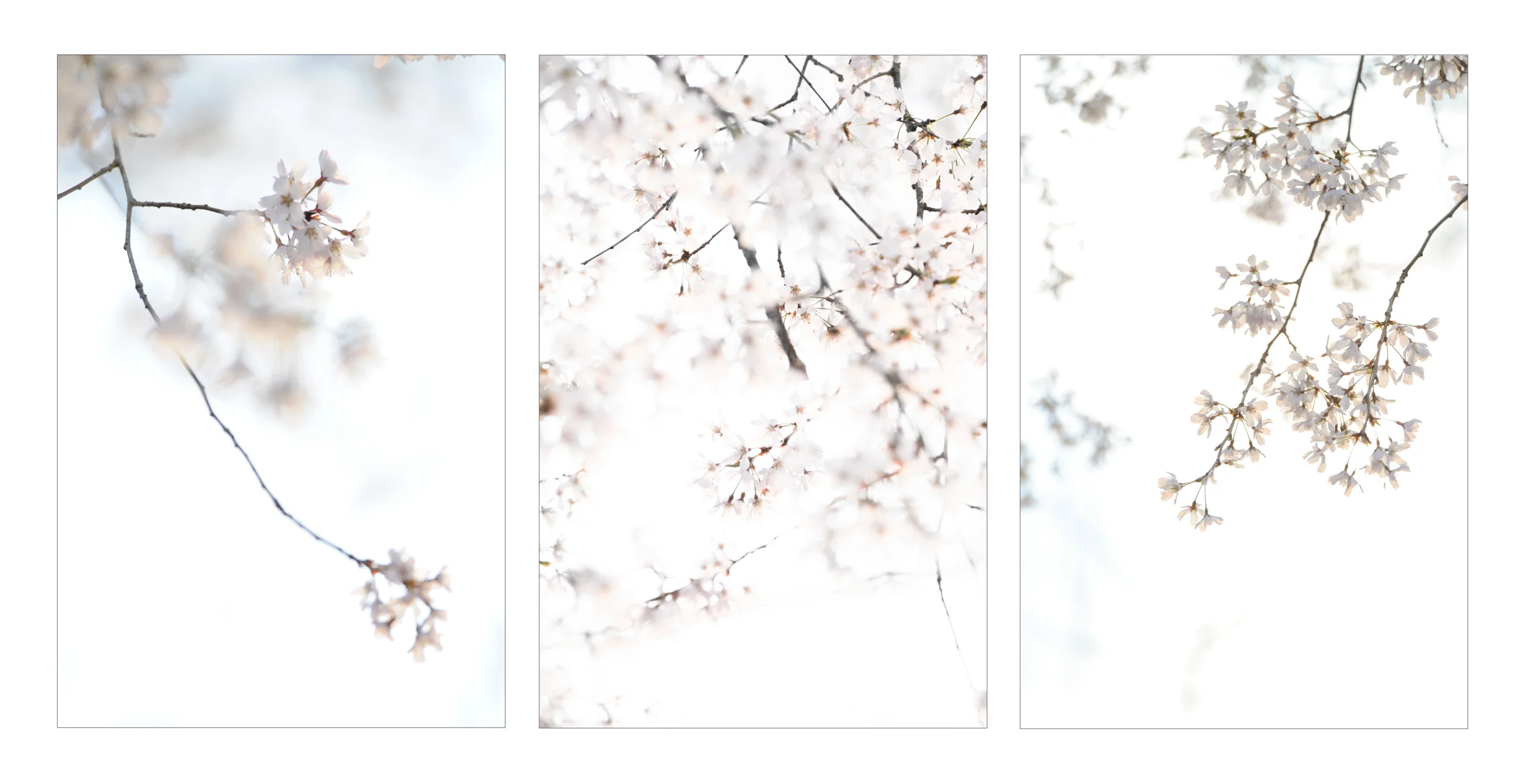 Cherry Tree Trio.jpg