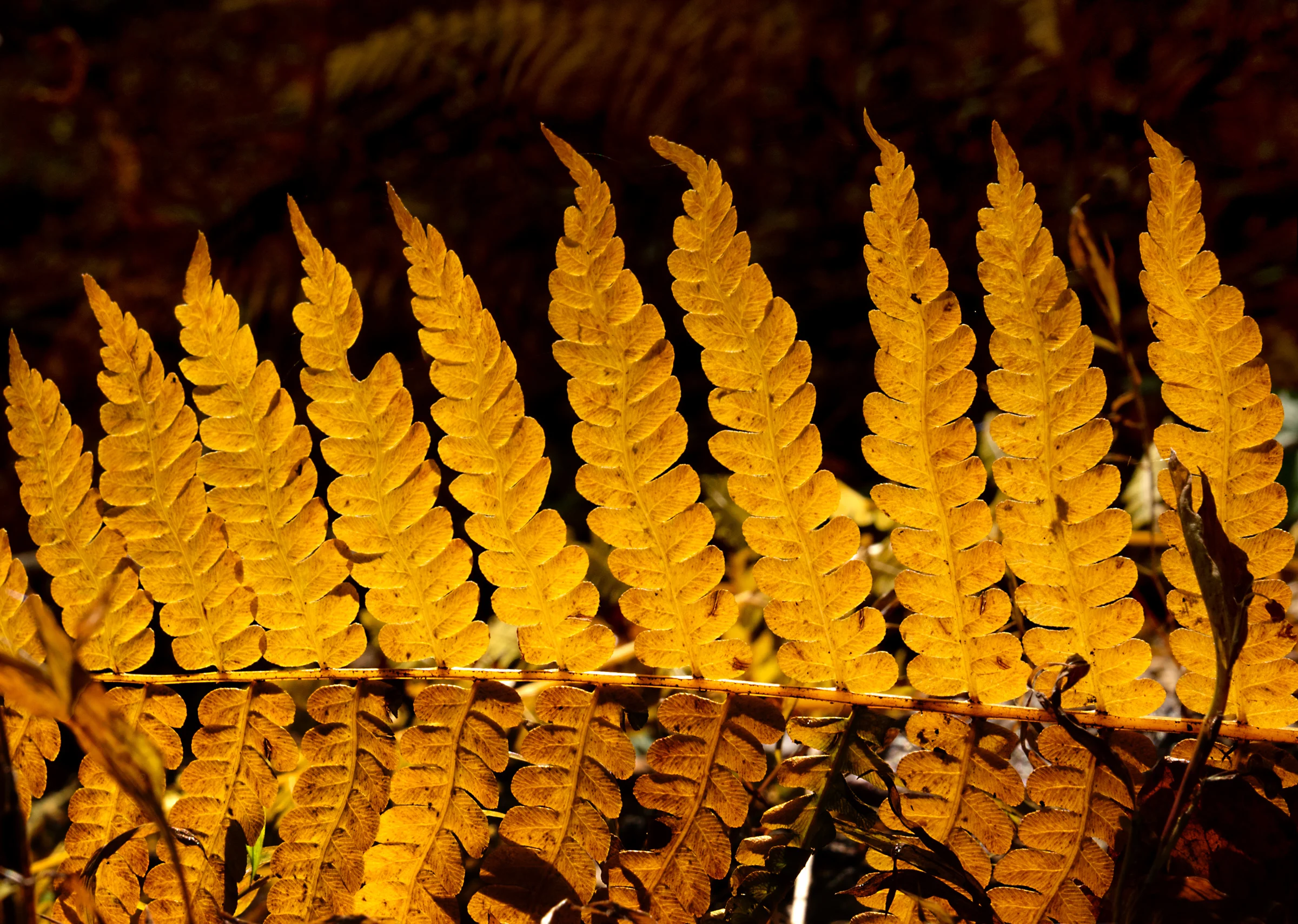 goldenferns.jpg