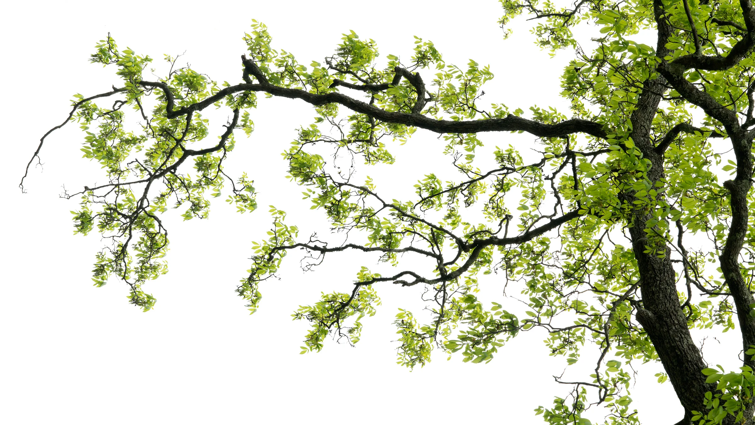 HickoryBranch60%22.jpg