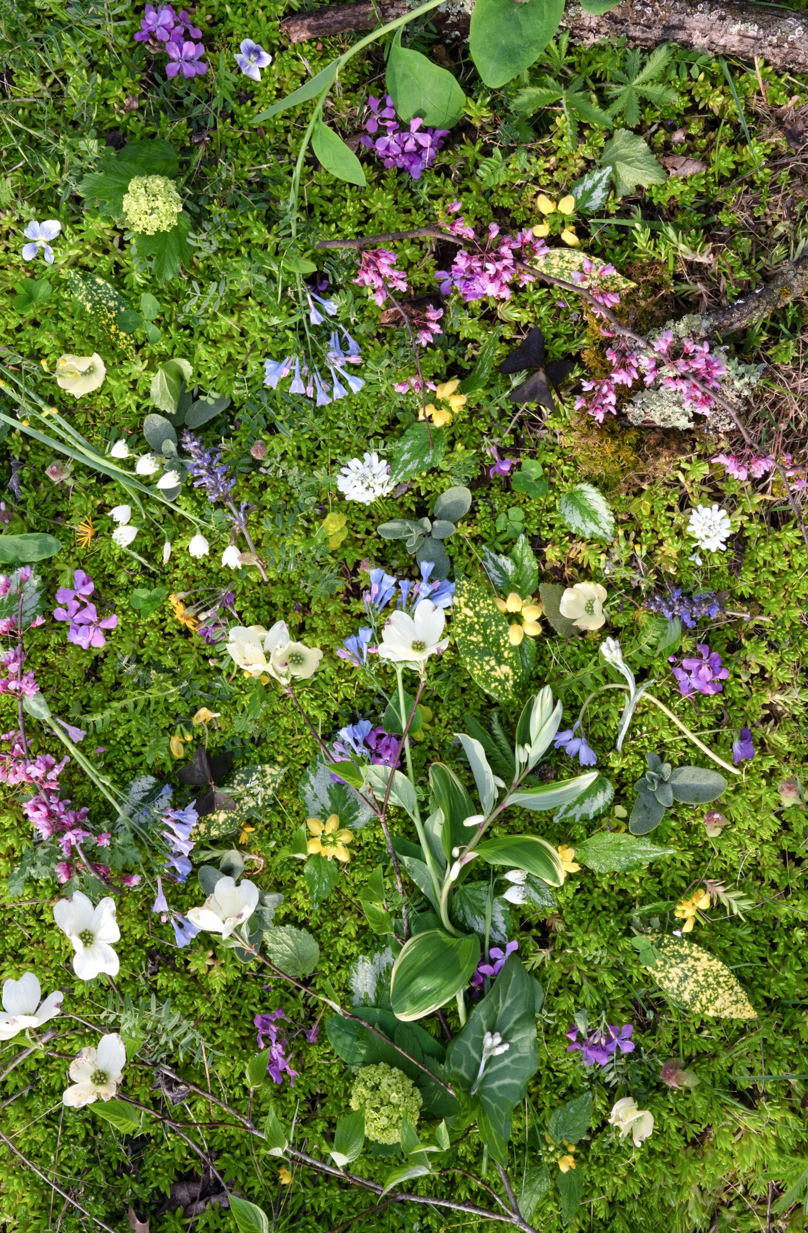 SpringCollage2.jpg