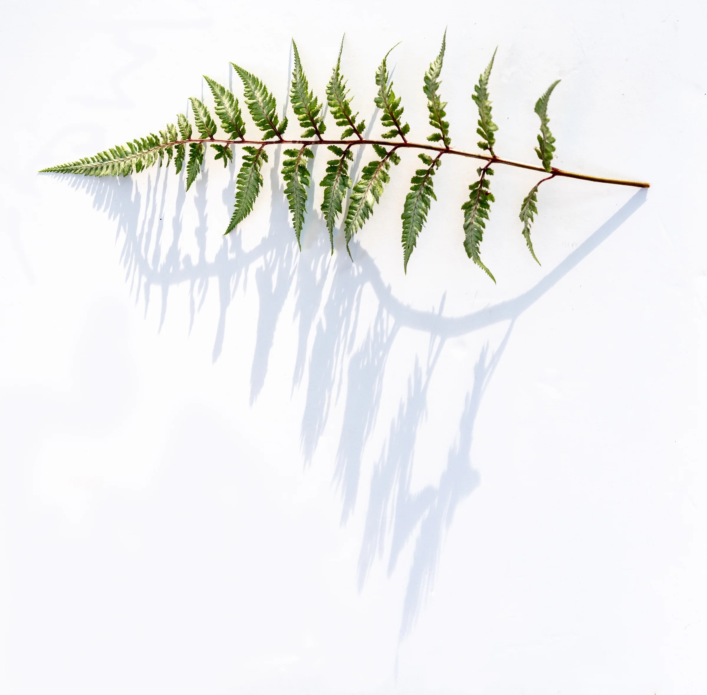 FernsNature-26-Edit.jpg