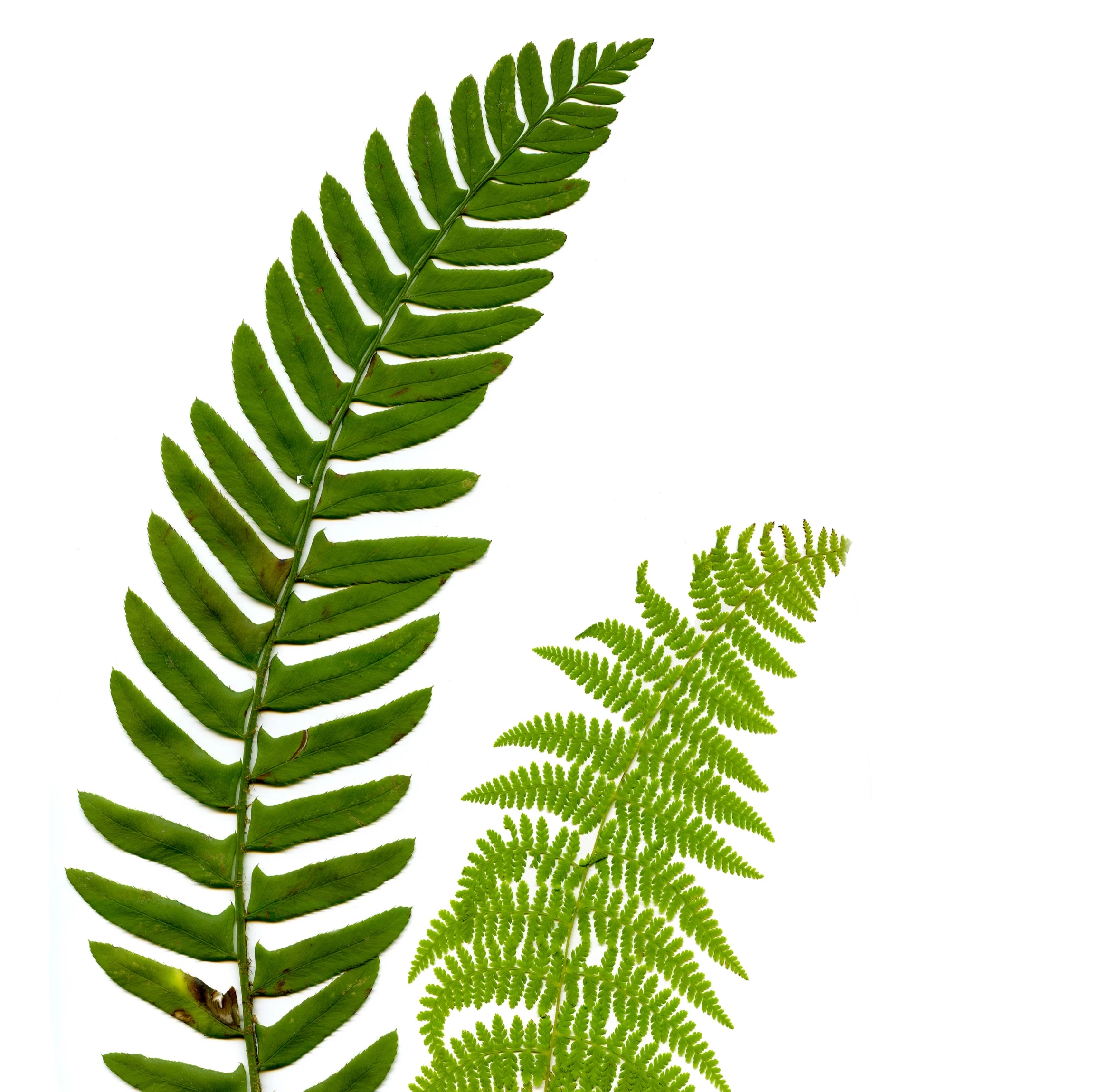 ferns.jpg
