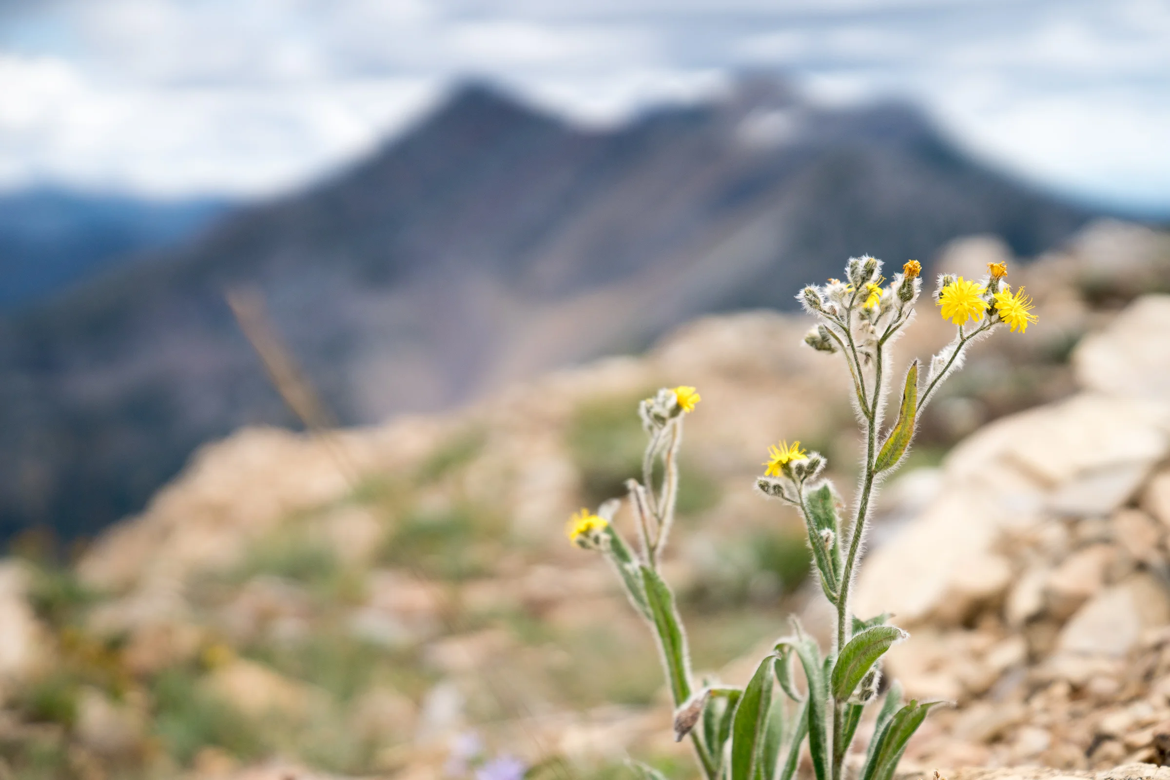 Montana2019_104.jpg