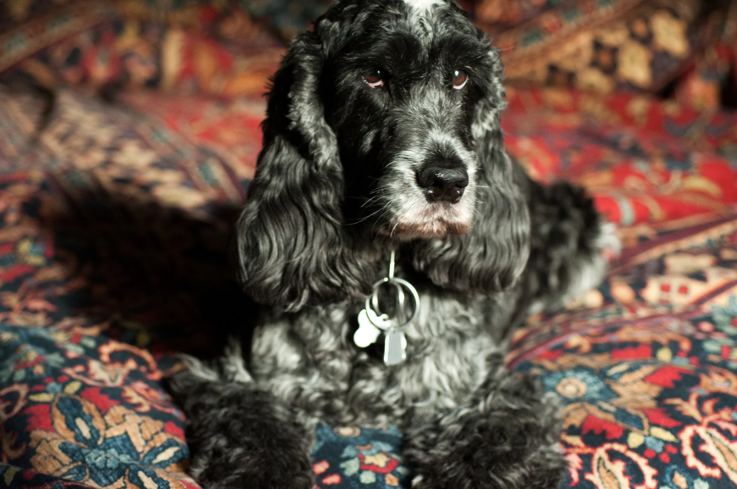 Miss Sassafras, Persian Bedspread
