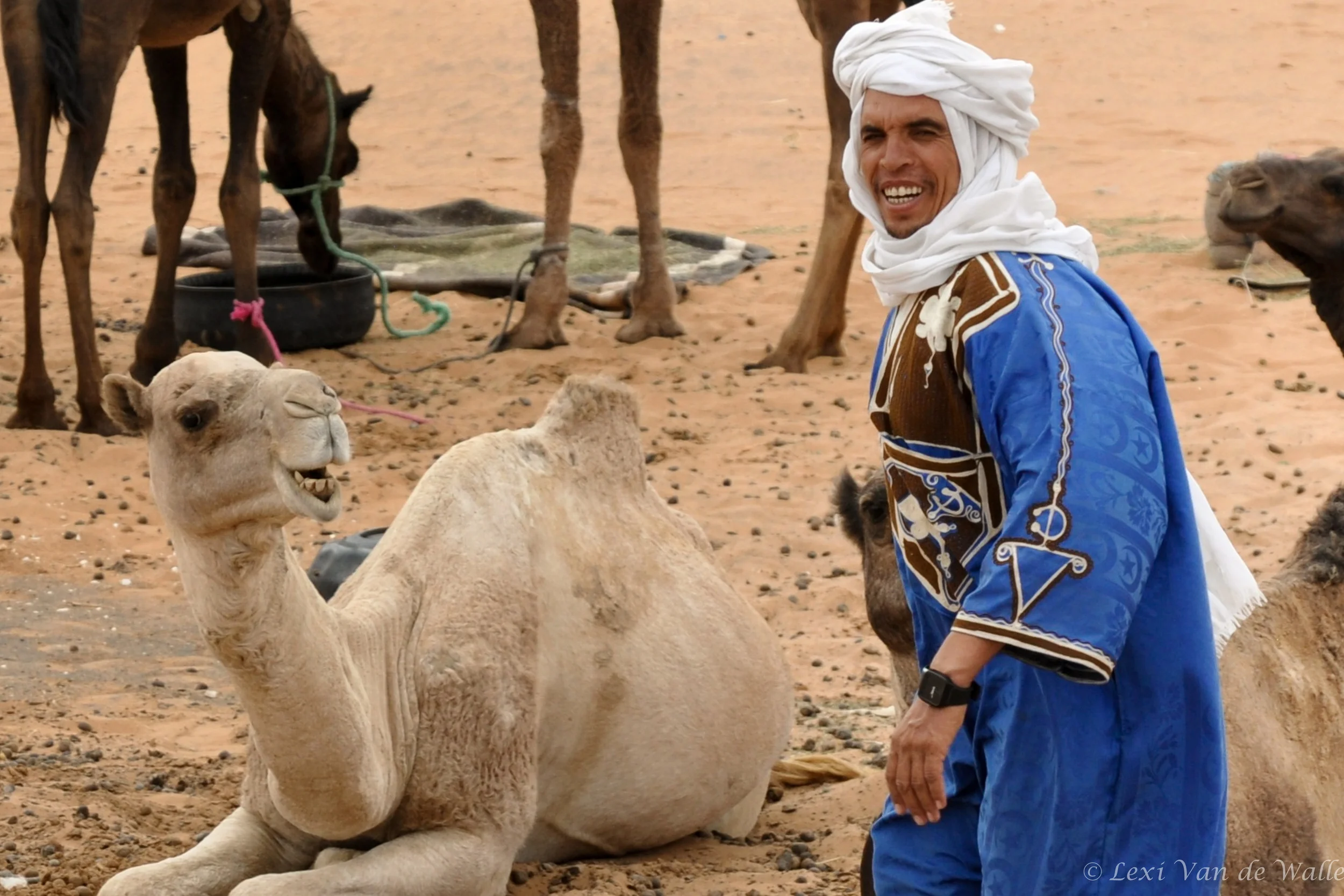 Camel and Blue Men of Morocco, Ouarzazate, 2013