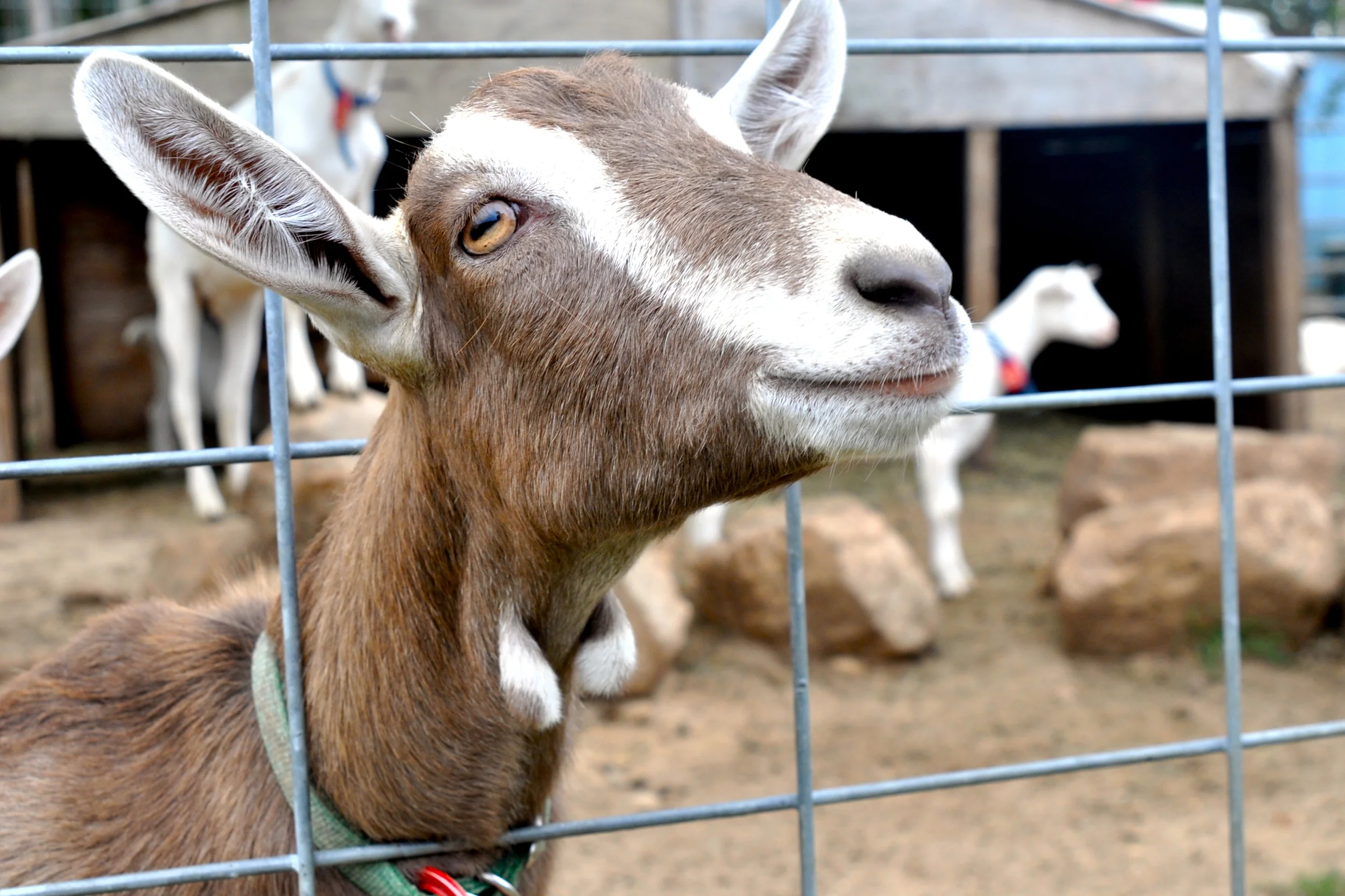 "Nanny", Catapano Goat Dairy, North Fork, 2014