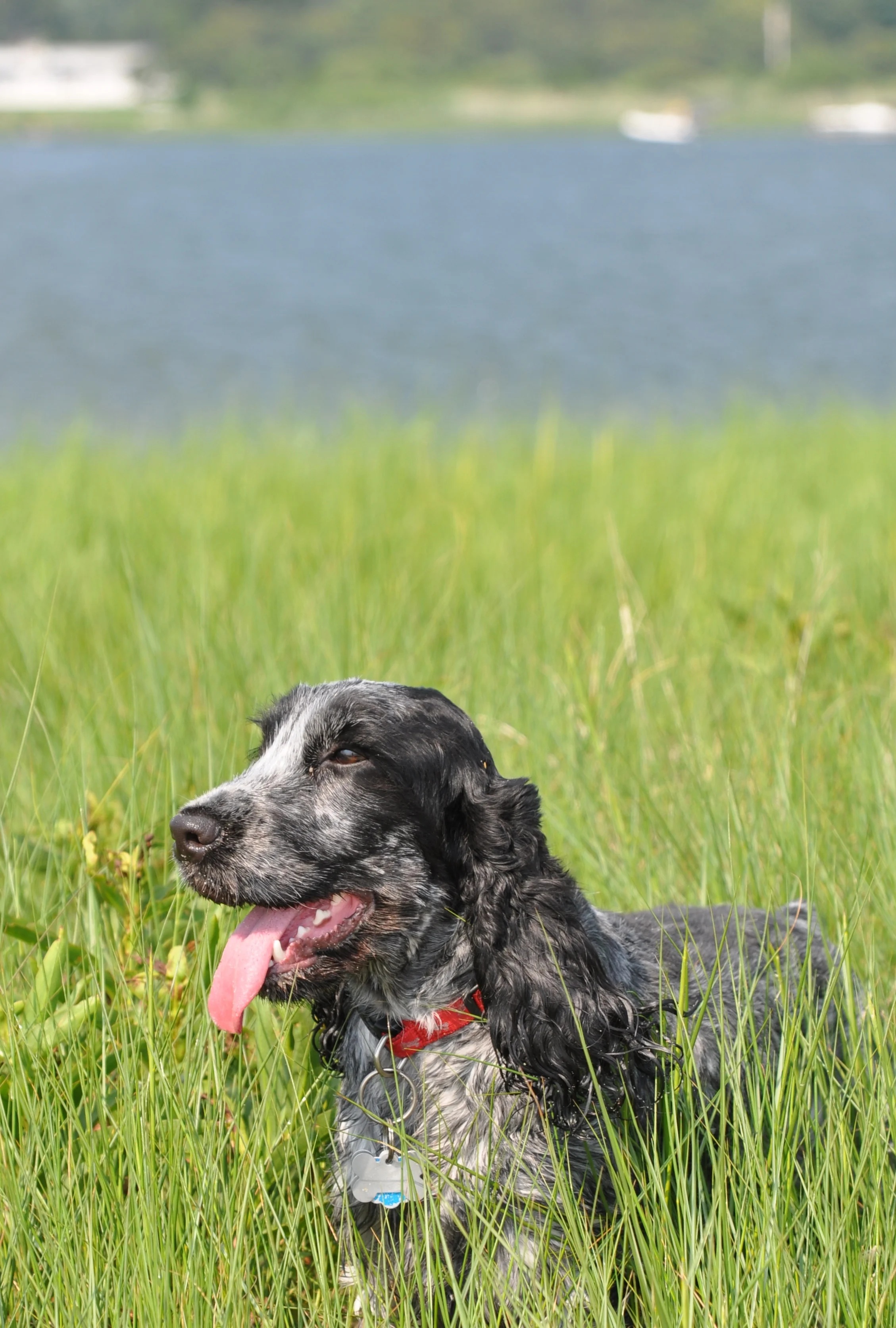 Dixie Chick, Shinnecock Bay