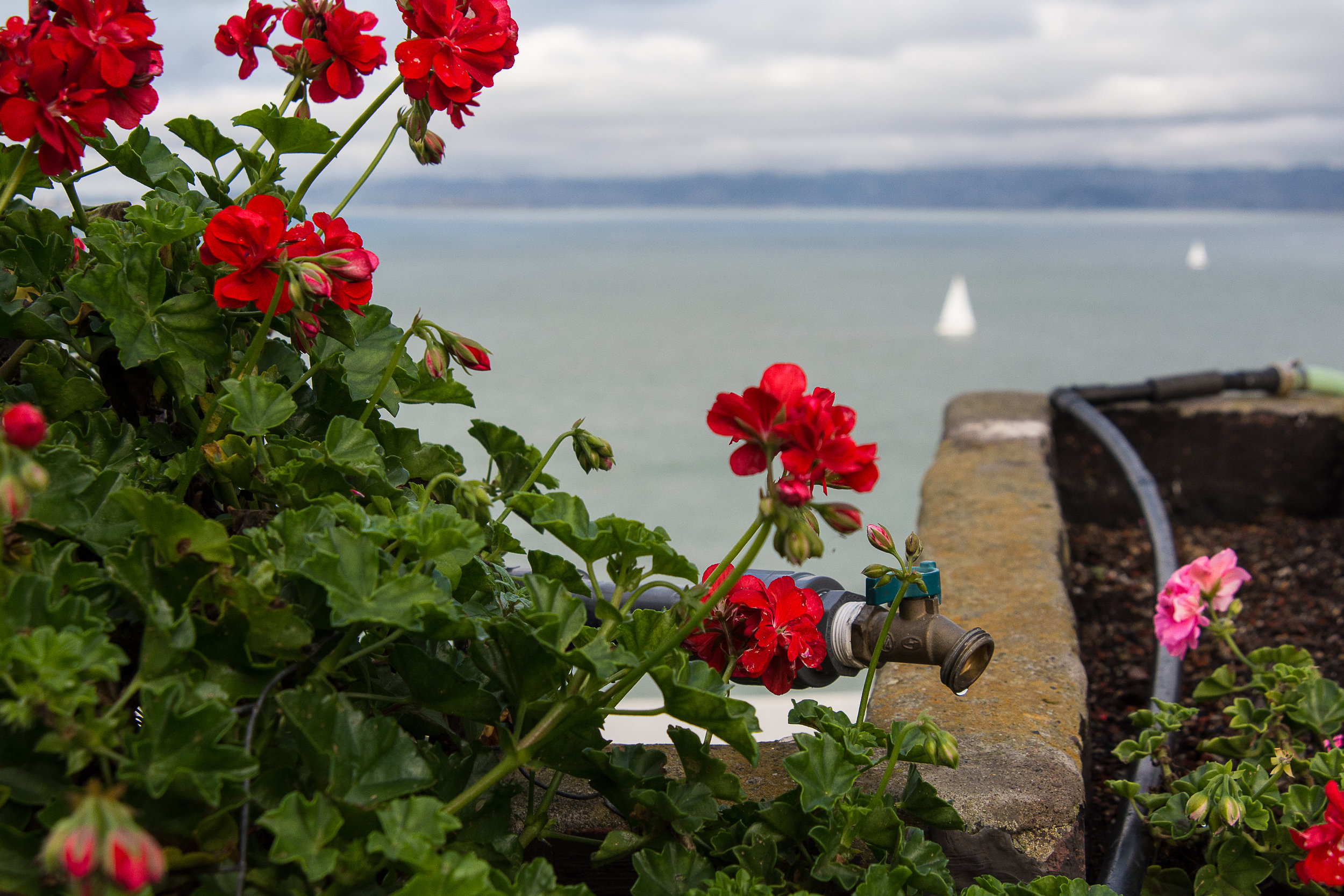 Geraniums and Spigot, Alcatraz, 2016