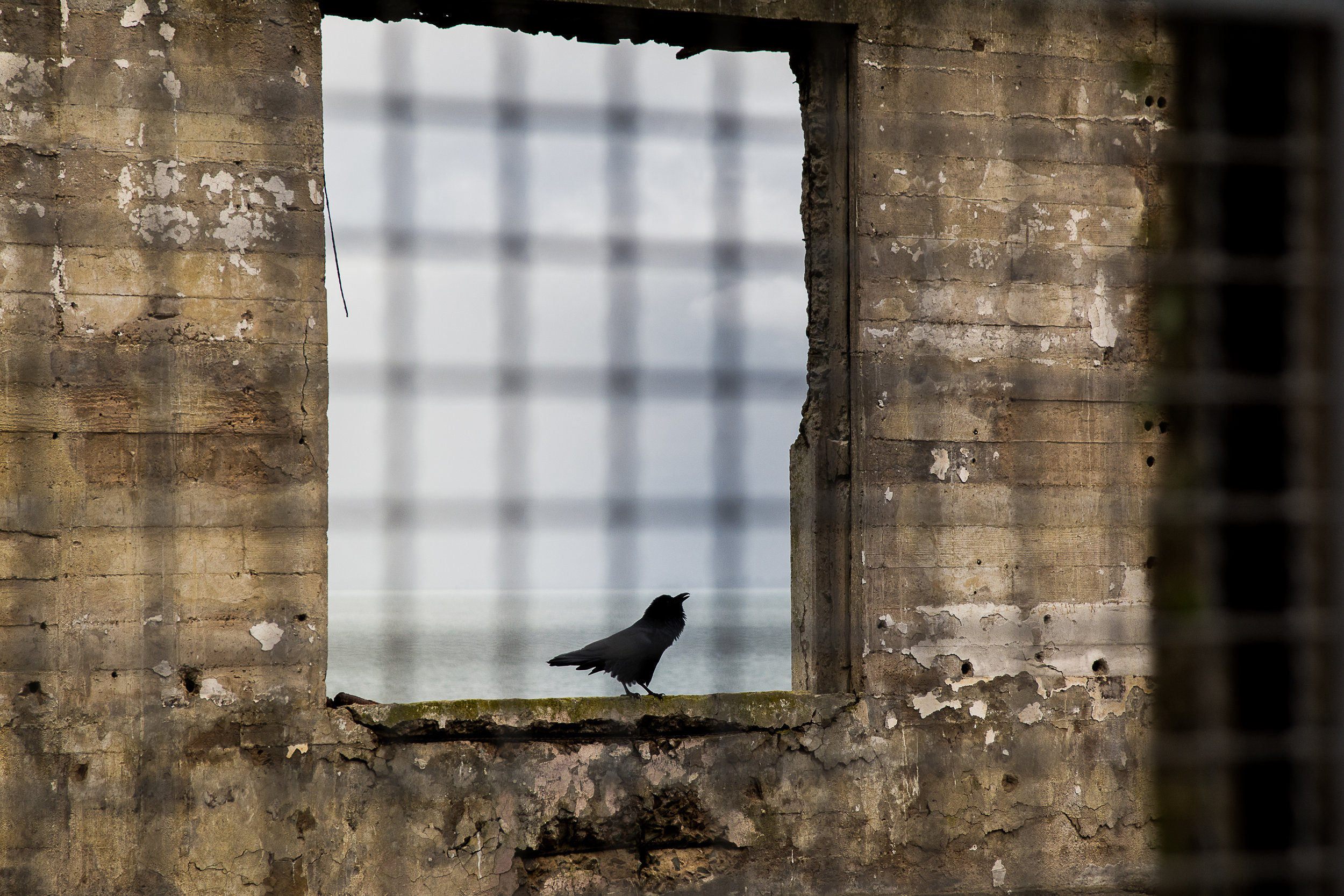 Prision Ruins and Crow, Alcatraz, 2016