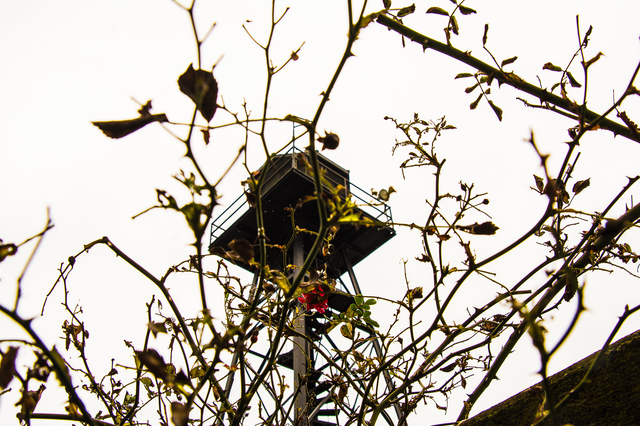 Red Rose, Thorns, Watchtower, Alcatraz, 2016