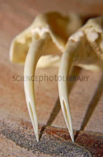 Bones_Rattlesnake_Fangs.jpg
