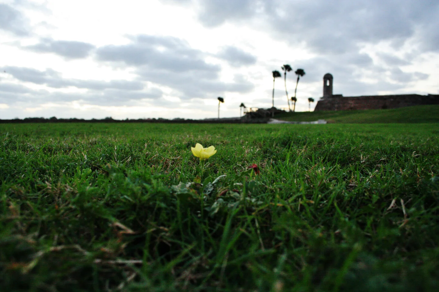 Primrose on the Castillo Lawn