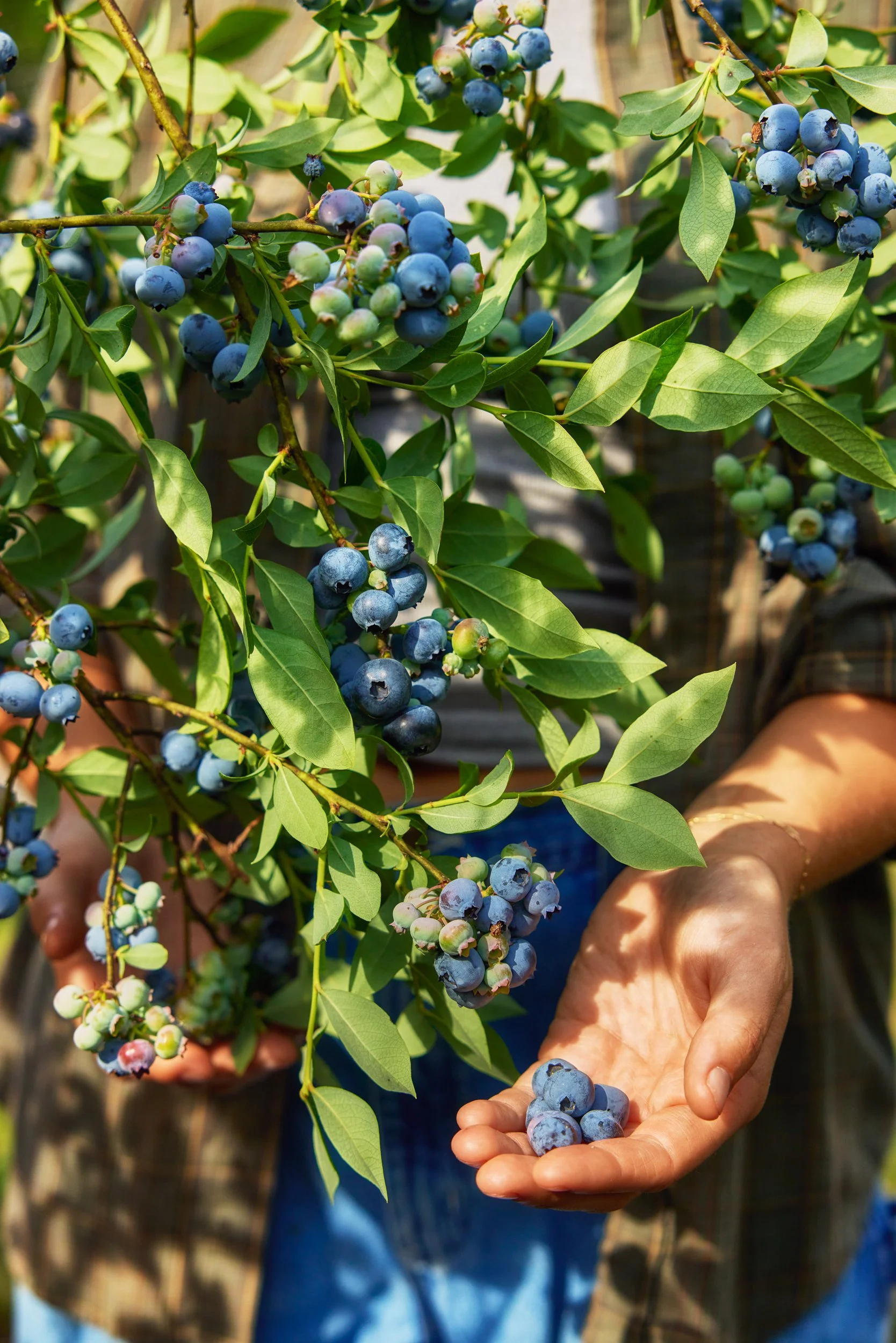 SM_062624_094_BLUEBERRY_COVILLE.jpg