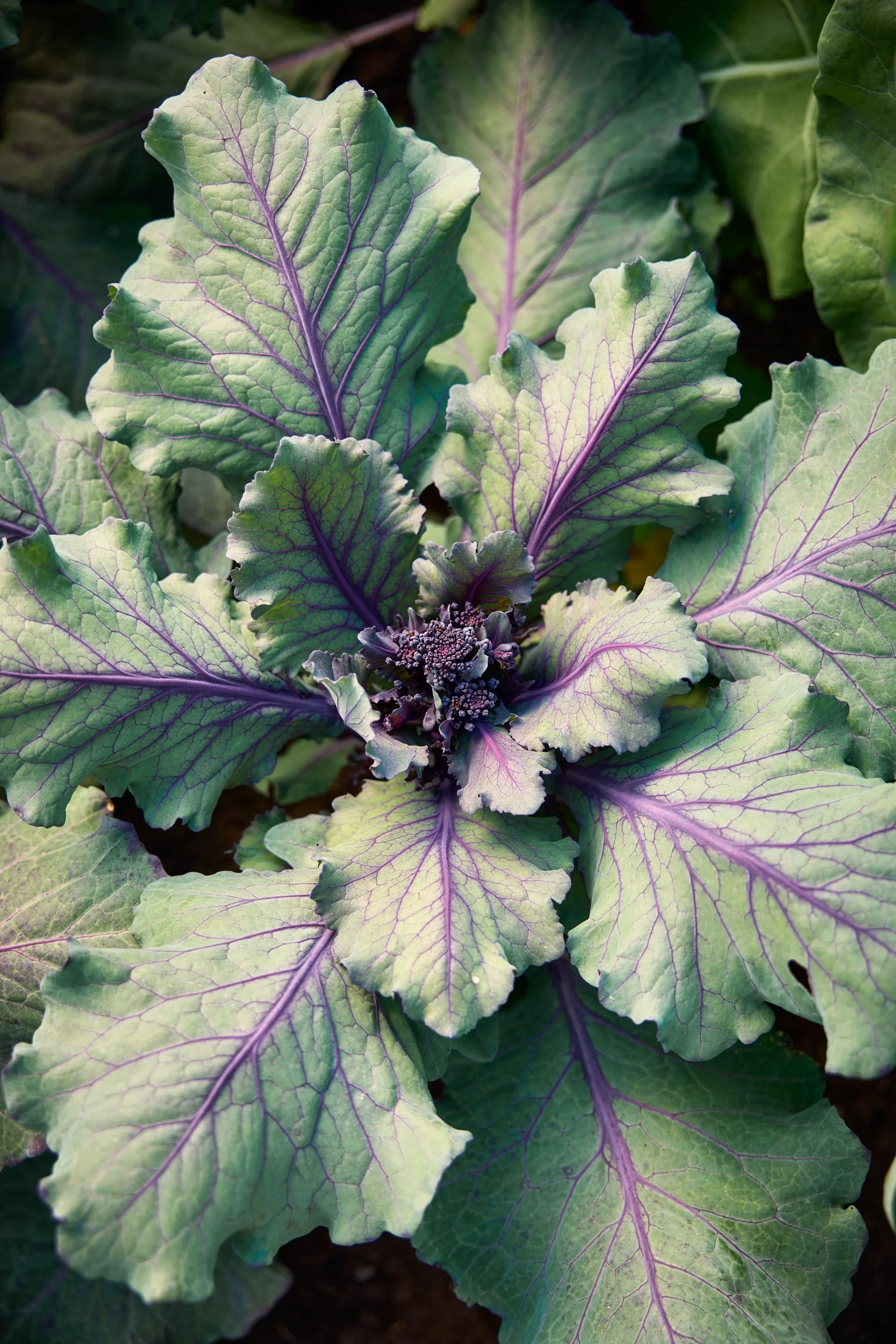 SM_053124_139_SPROUTING BROCCOLI_PURPLE.jpg