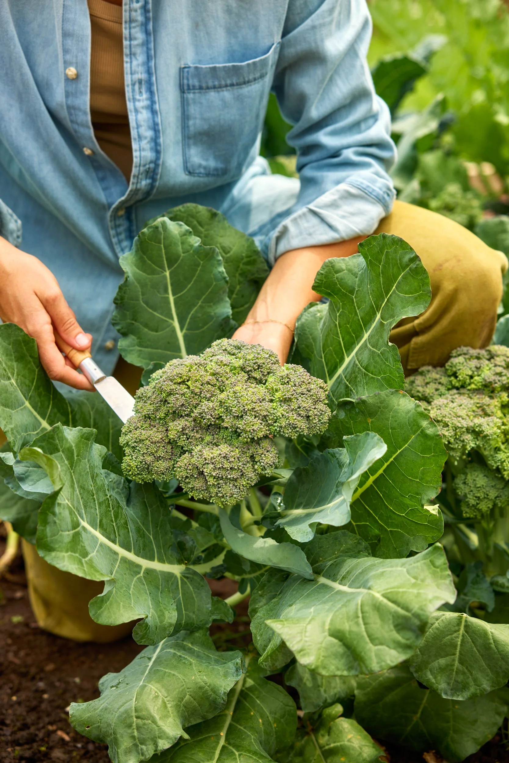 SM_060524_481_BROCCOLI_GYPSY HYBRID.jpg