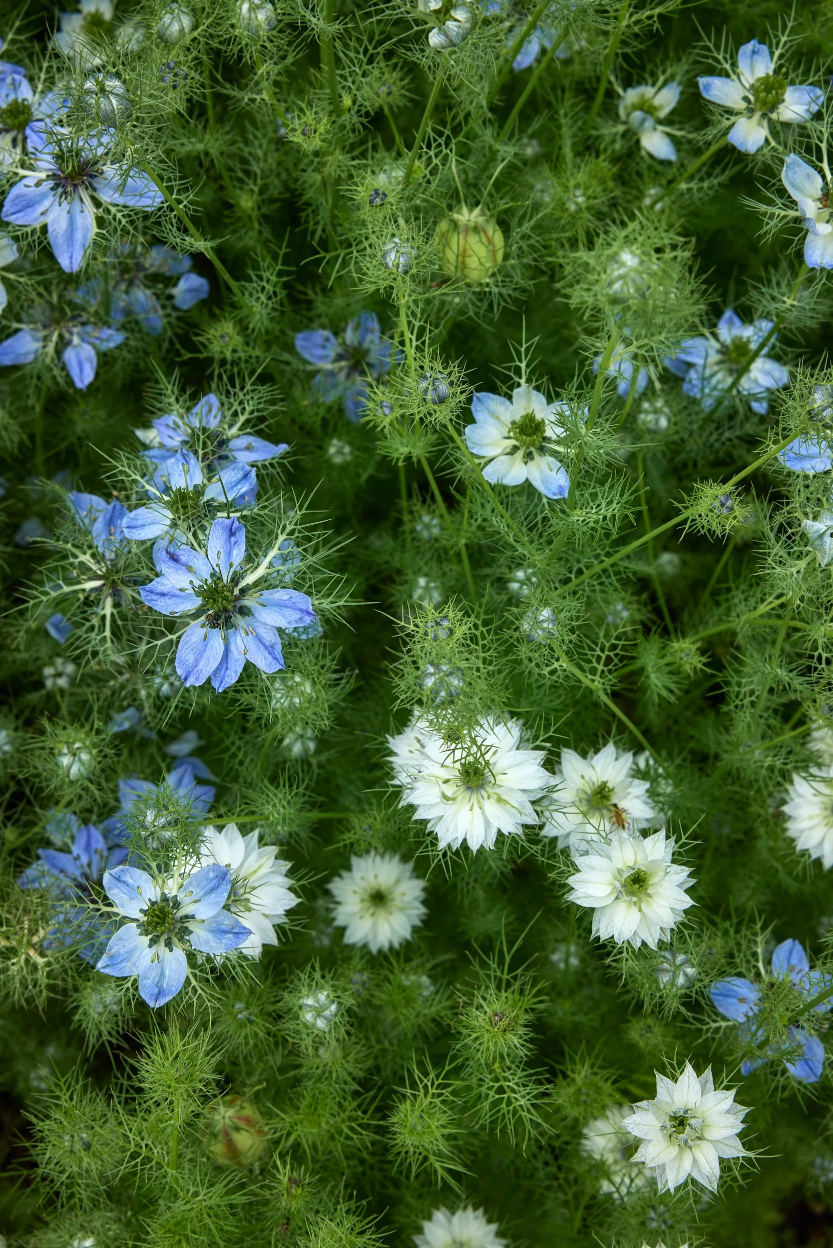 SM_061825_187_NIGELLA_MISS JEKYLL.jpg