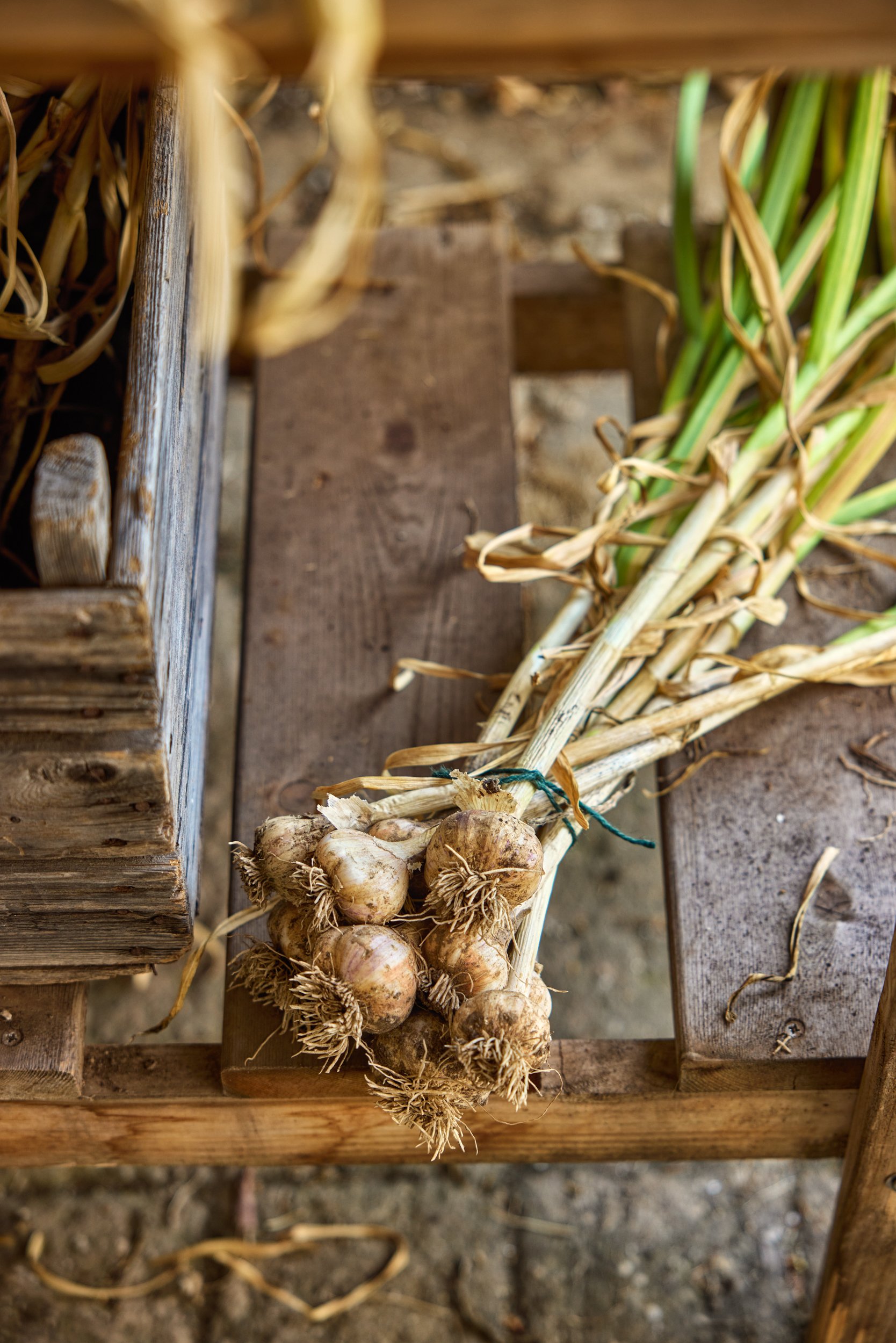 SM_062624_117_GARLIC HARVEST.jpg
