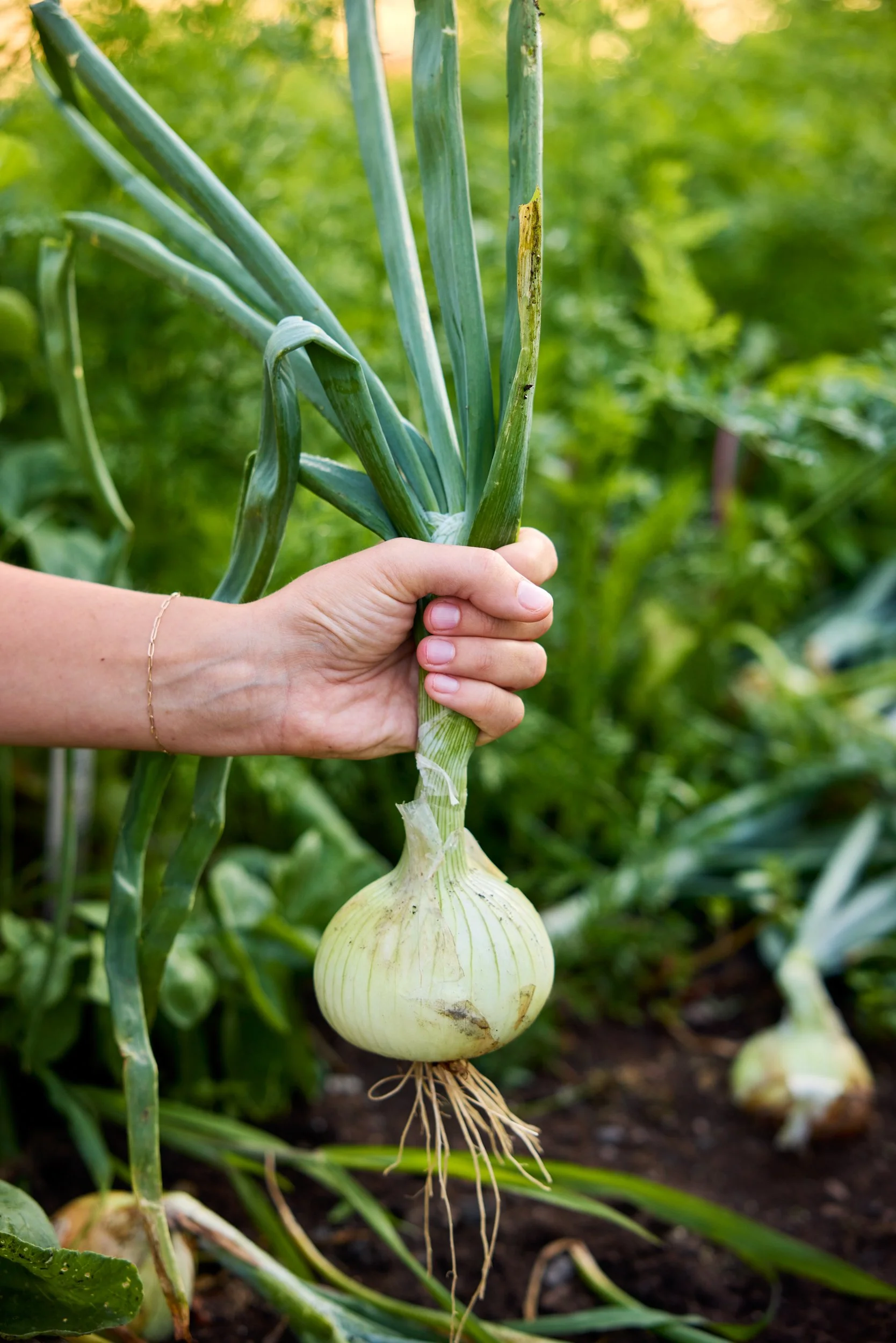 SM_070224_233_ONION_BIG DADDY.jpg