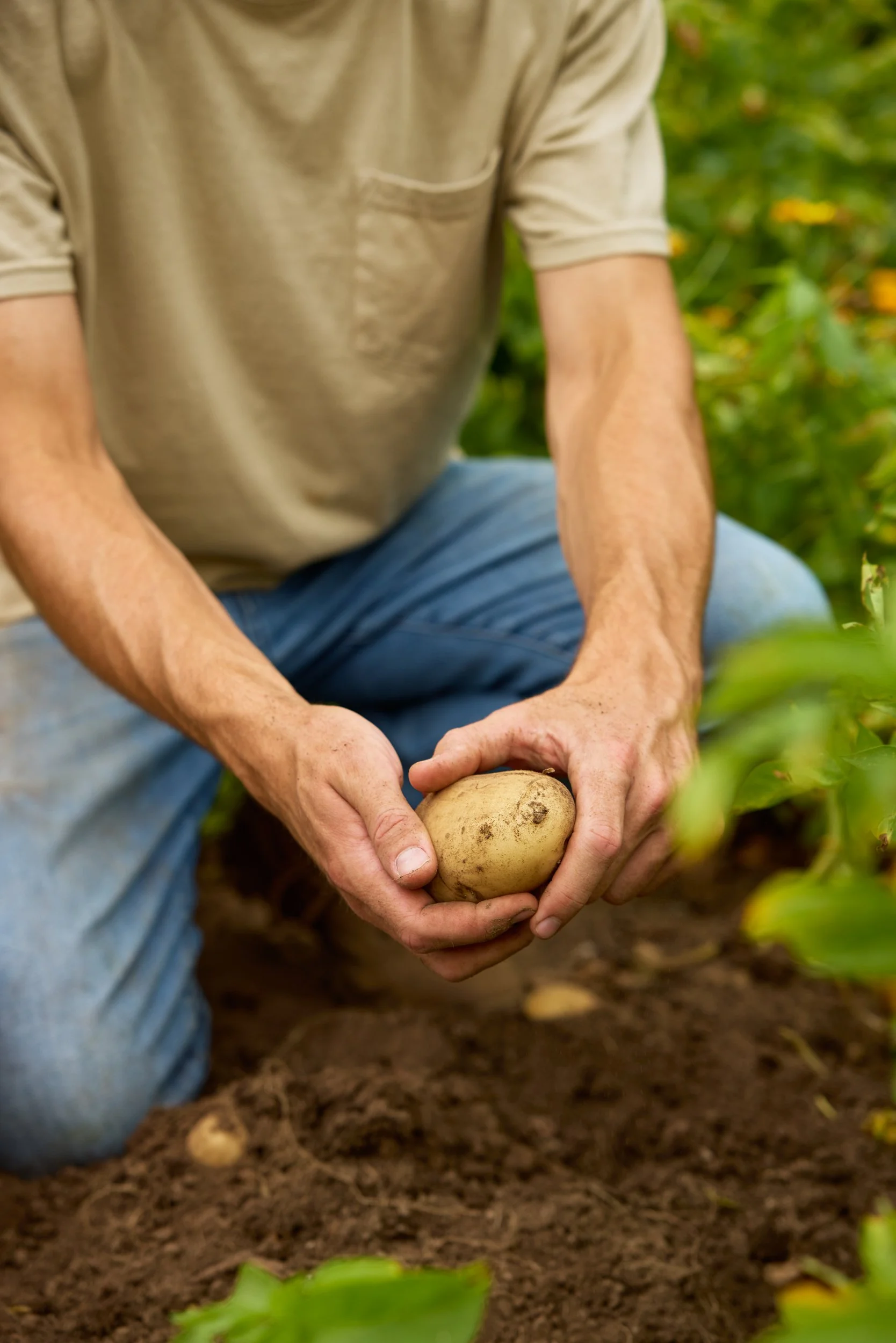 SM_071024_417_POTATO_KENNEBEC.jpg