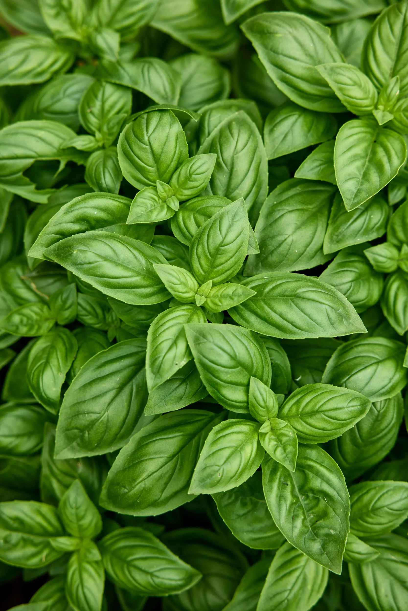 SM_071024_536_BASIL_AA3913E.jpg