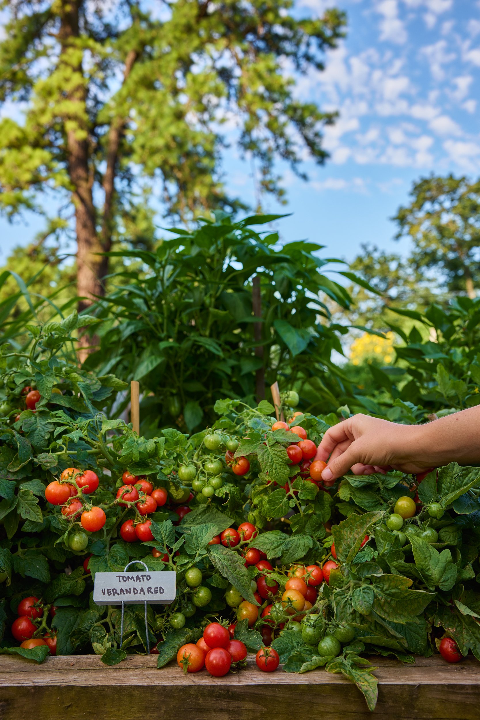 SM_073025_284_TOMATO_VERANDA RED.jpg