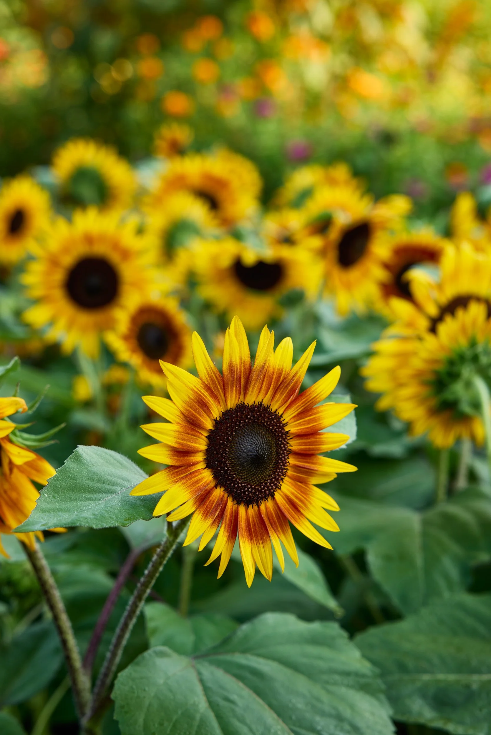 SM_080124_081_SUNFLOWER_TIGER EYE.jpg