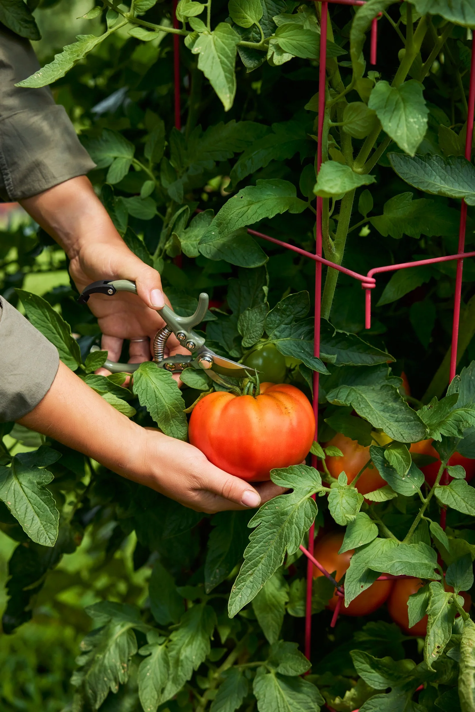 SM_081324_133_TOMATO_TOM-29-PR 9-09.jpg