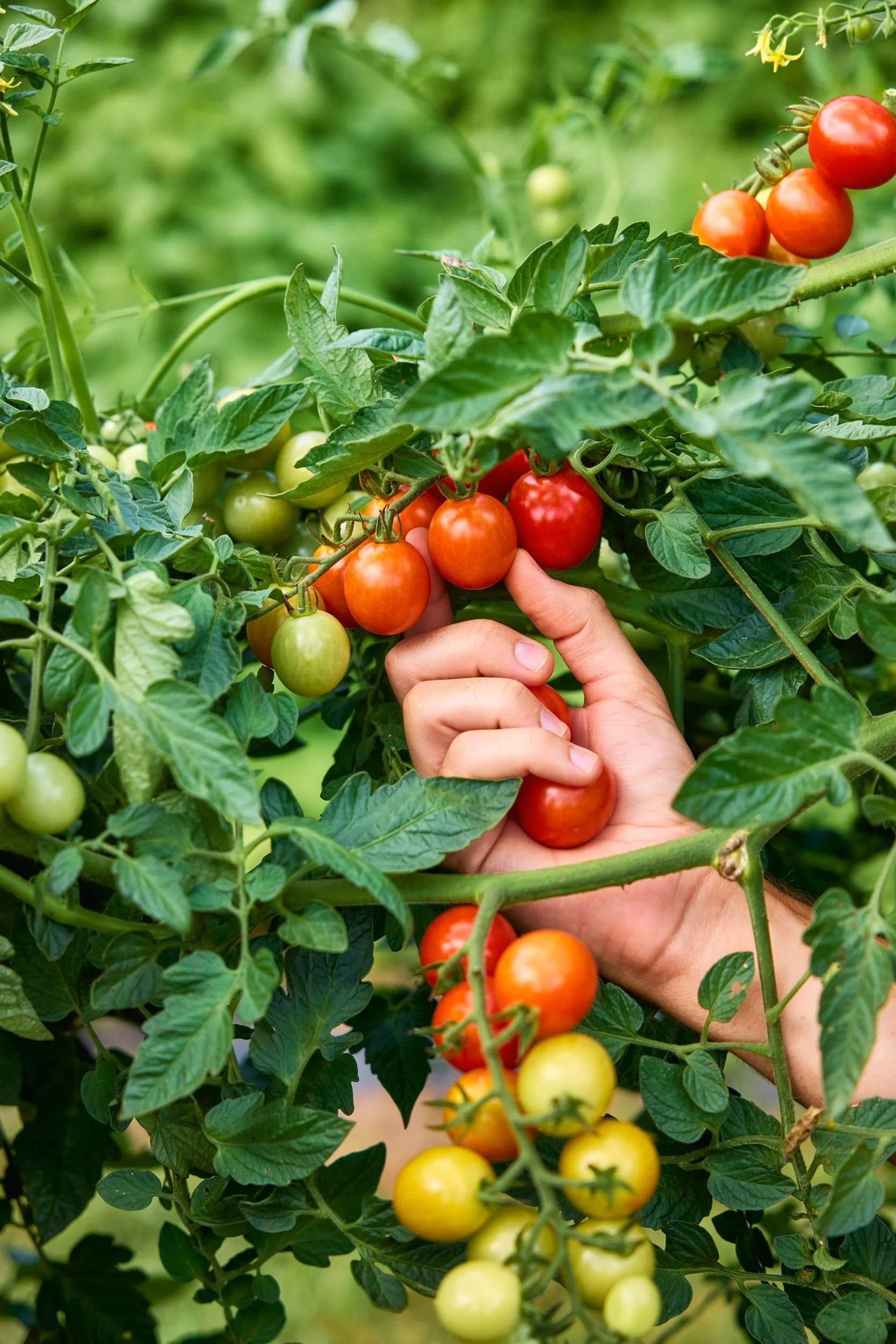 SM_081324_551_TOMATO_TODDLER.jpg