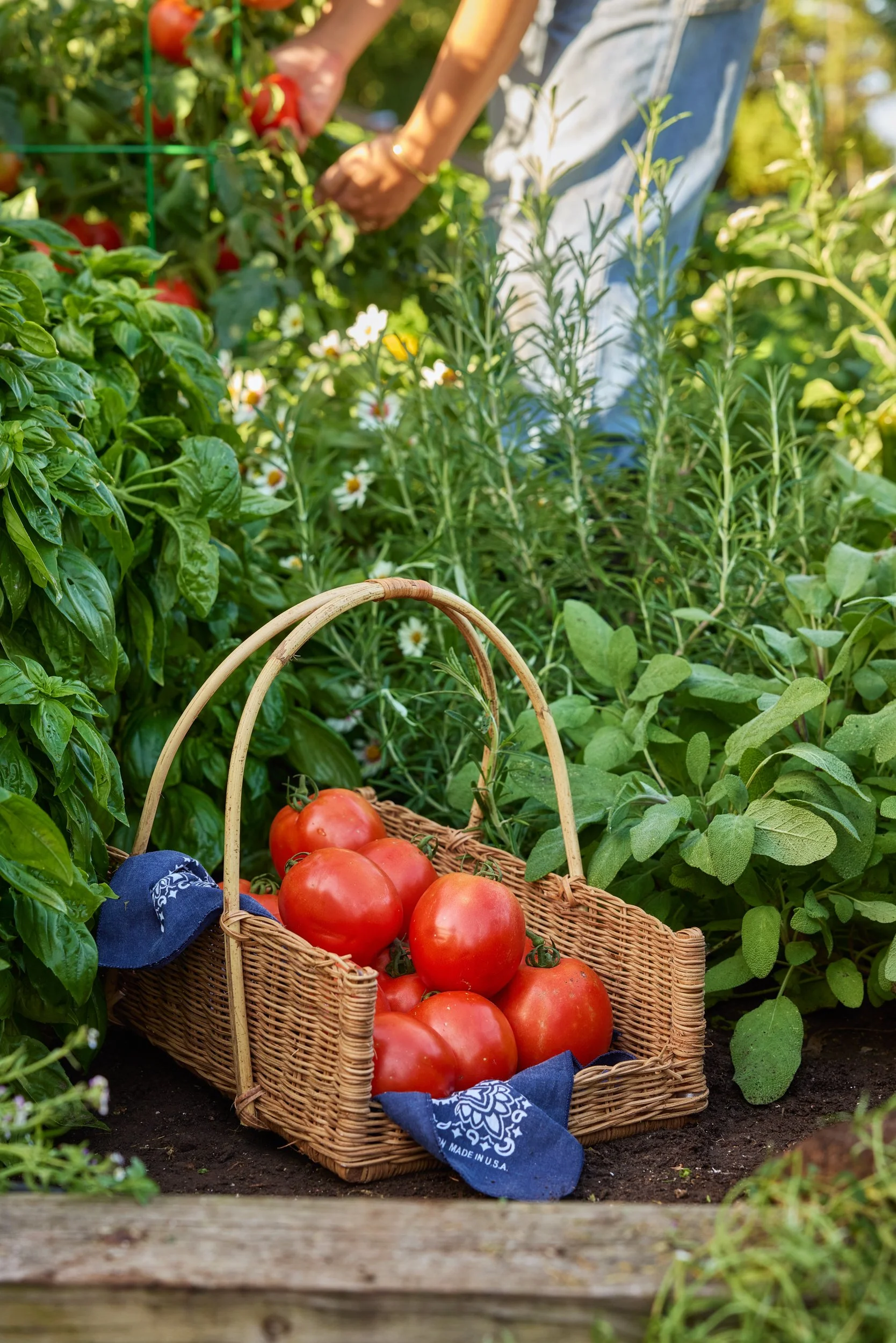 SM_090325_333_TOMATO_GS_HYB24-011.jpg