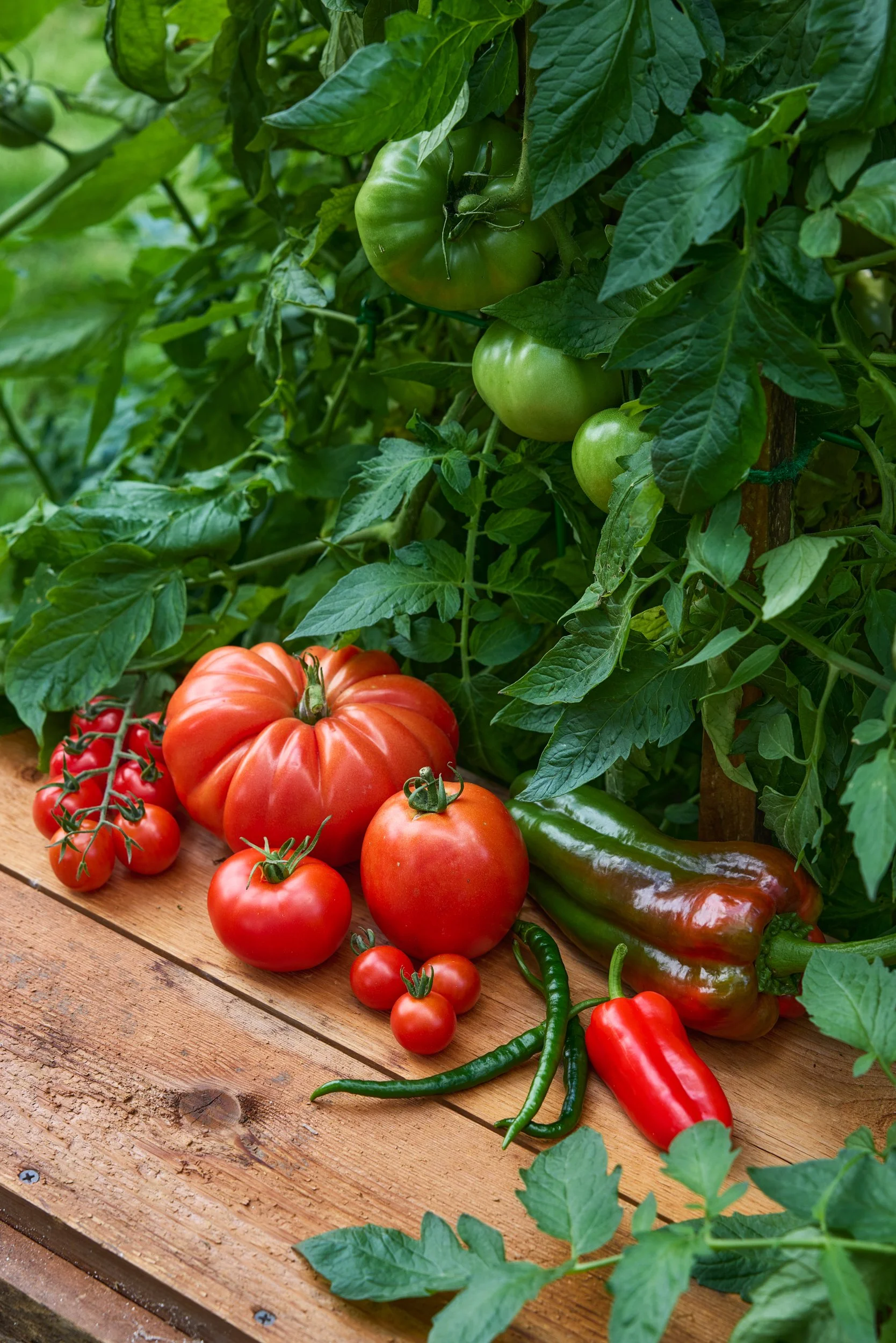 SM_090325_833_GARDEN SOWN COLLECTION.jpg