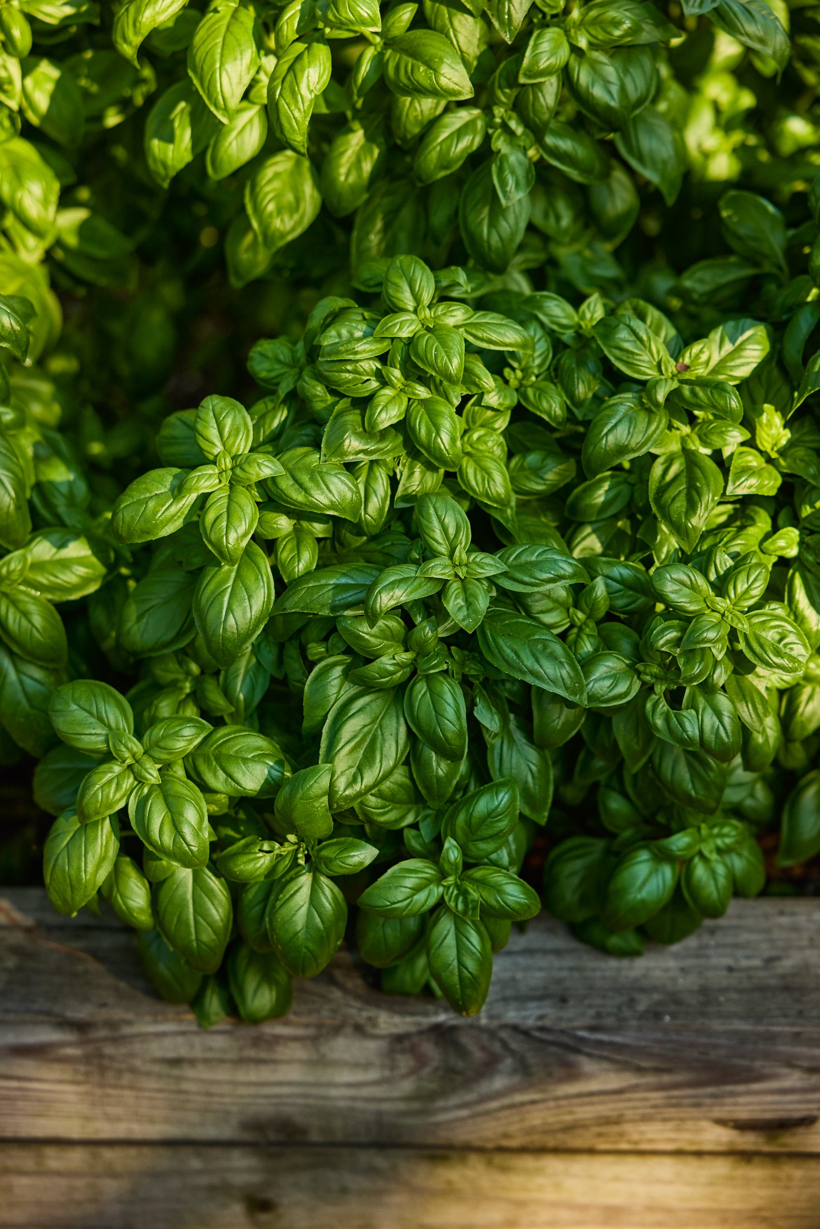 SM_090424_467_BASIL_MONTEVERDE LATE FLOWERING.jpg