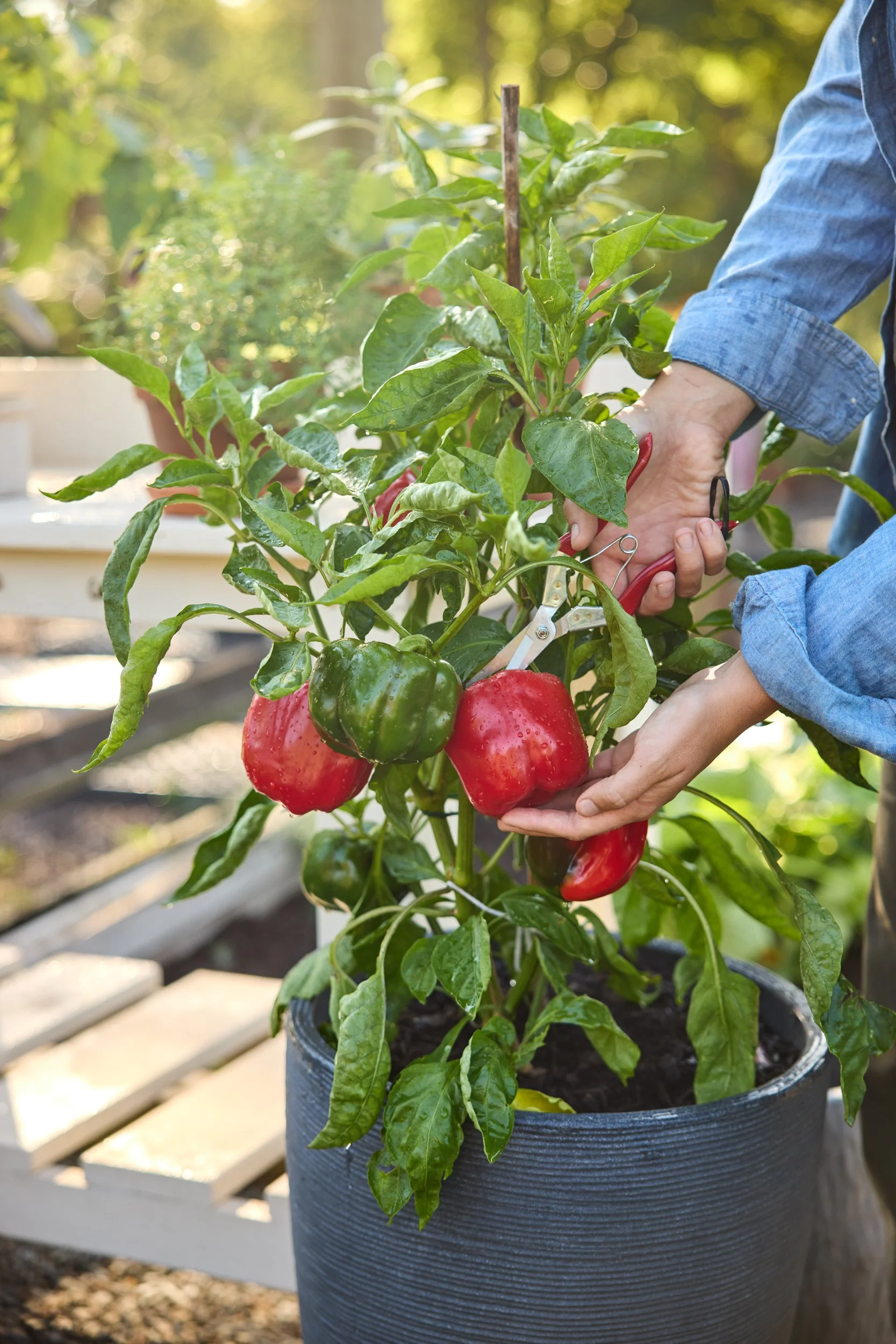 SM_091223_113_PEPPER_CALIFORNIA WONDER.jpg