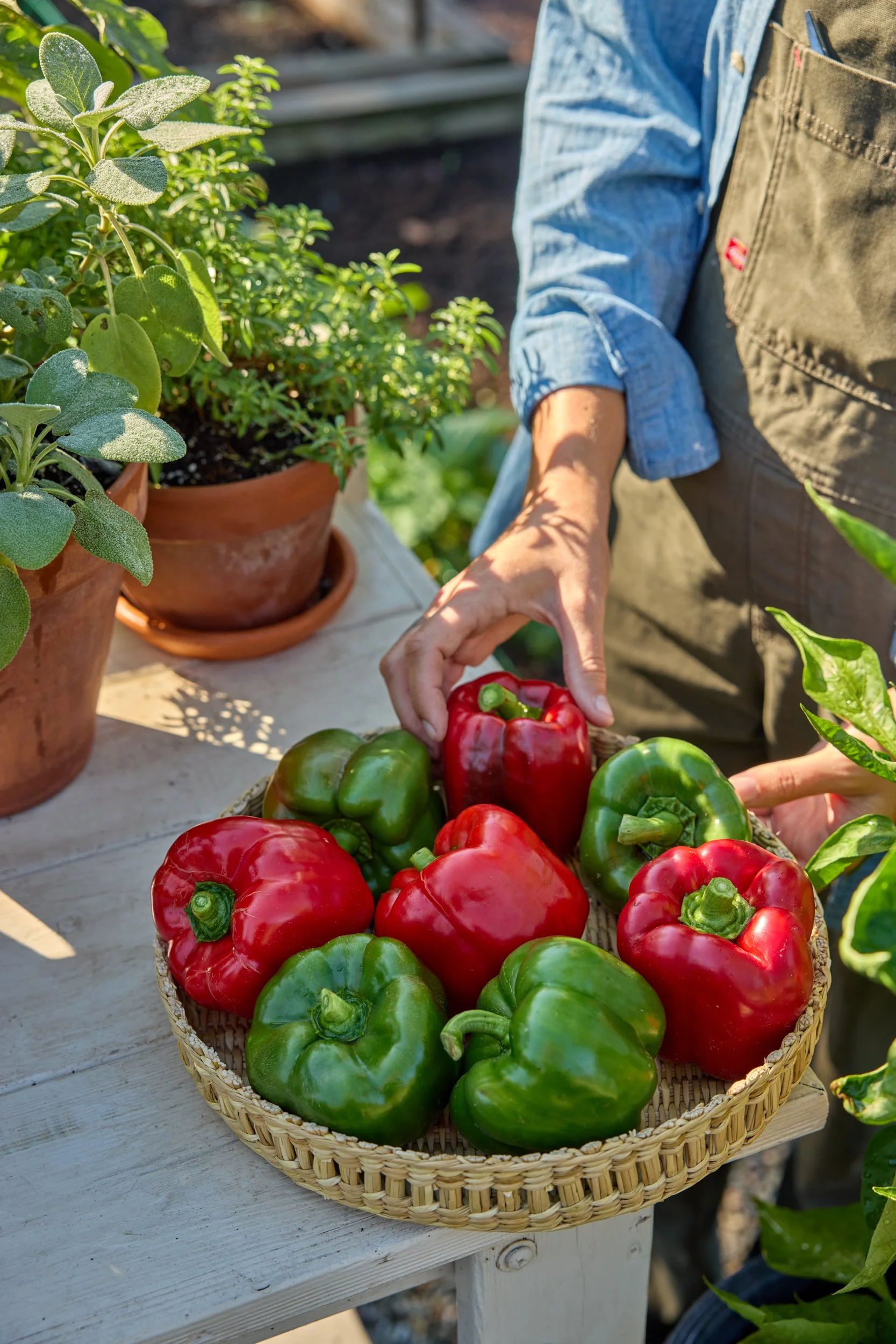 SM_091223_128_PEPPER_CALIFORNIA WONDER.jpg