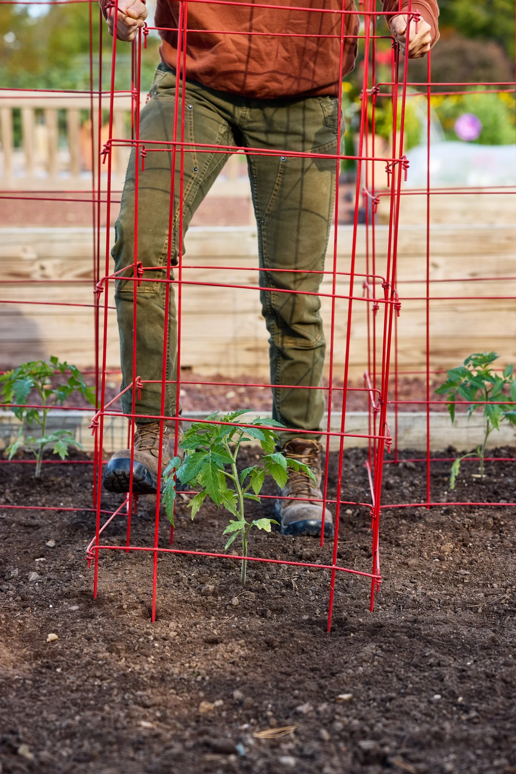 SM_100924_197_TOMATO_DIRECT SOW.jpg