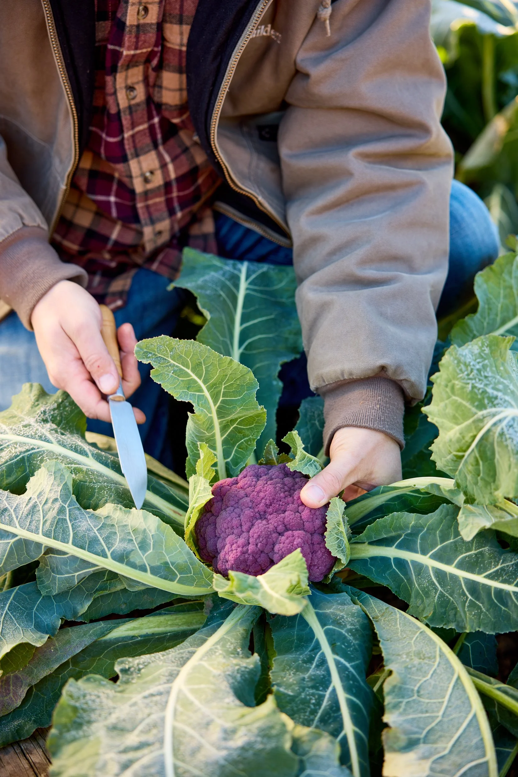 SM_112023_004_CAULIFLOWER_PURPLE.jpg