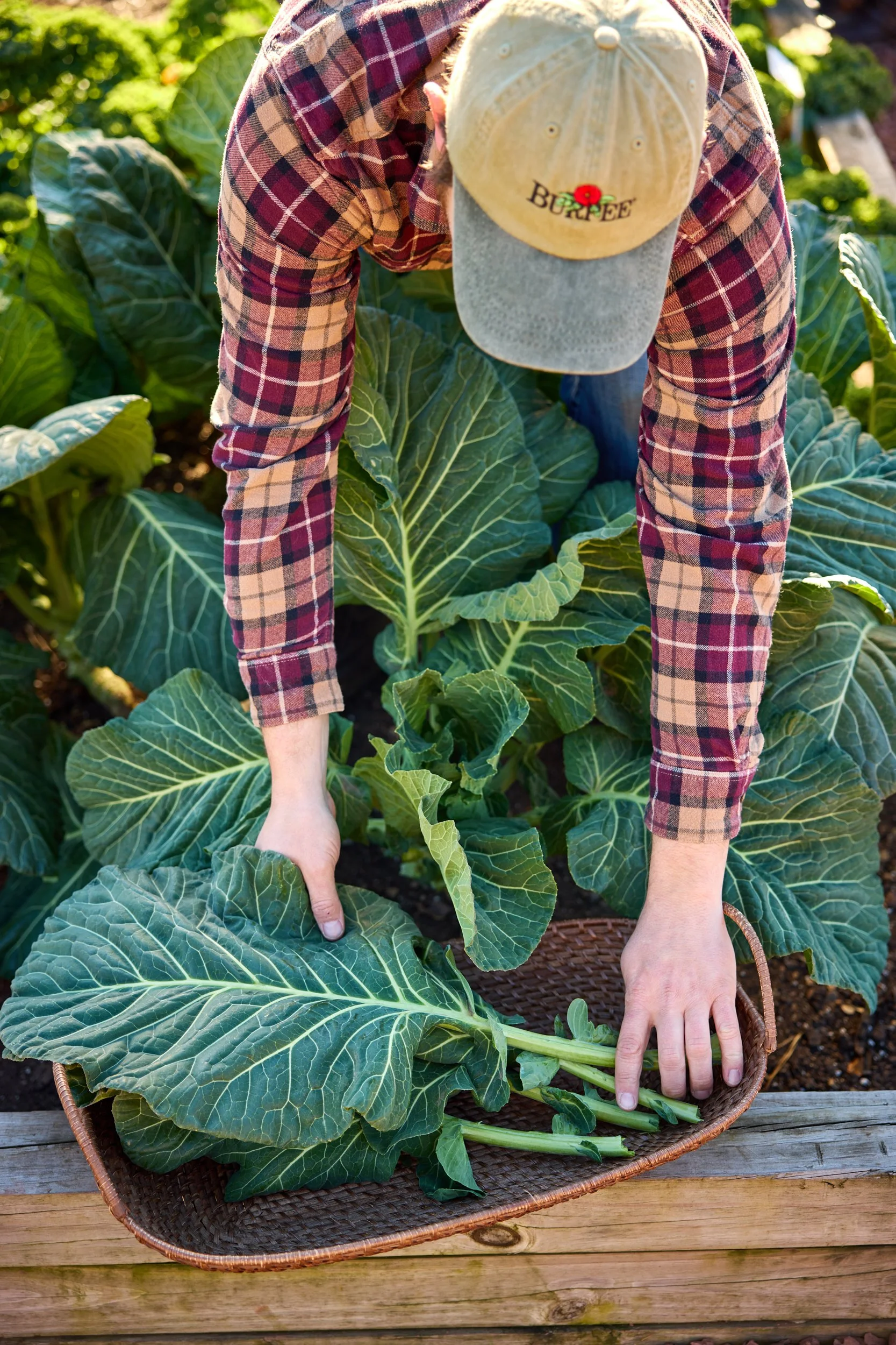 SM_112023_187_COLLARDS_TOP CHOP.jpg