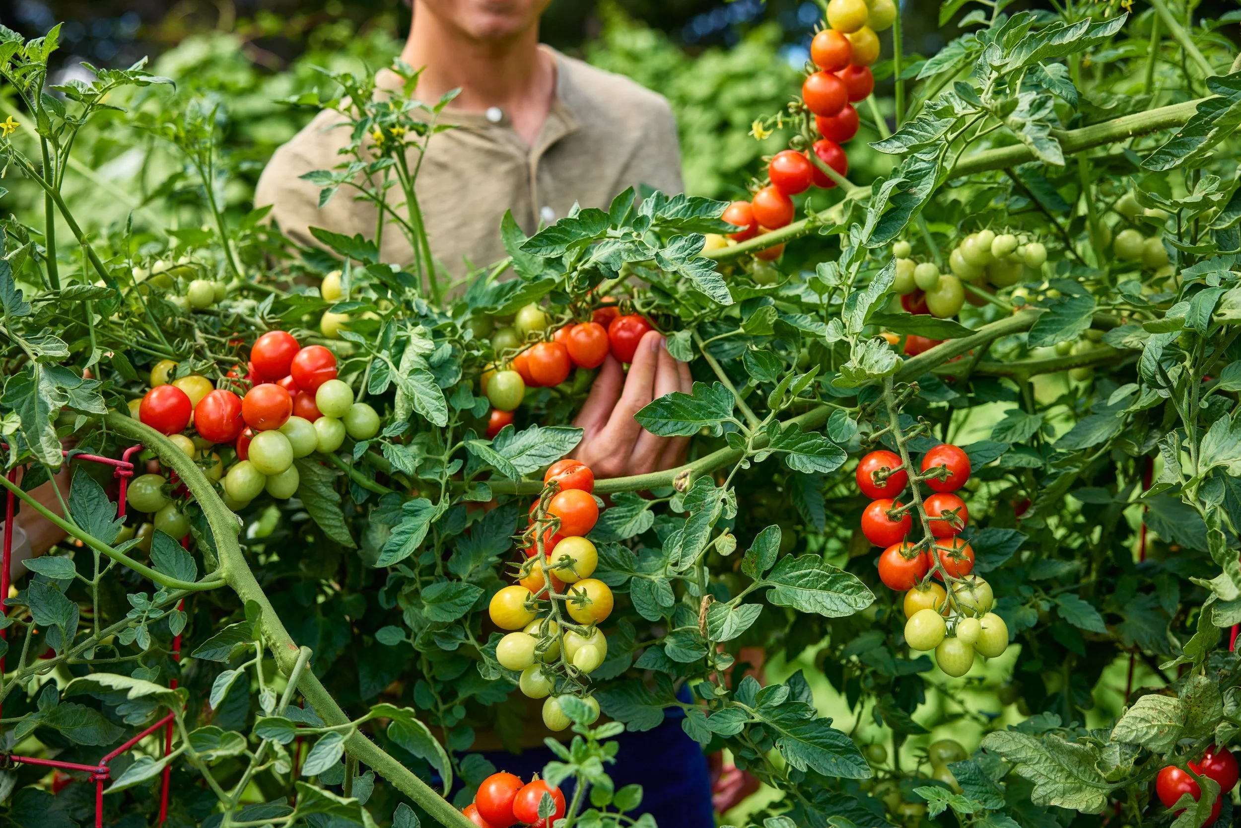 SM_081324_498_TOMATO_TODDLER.jpg