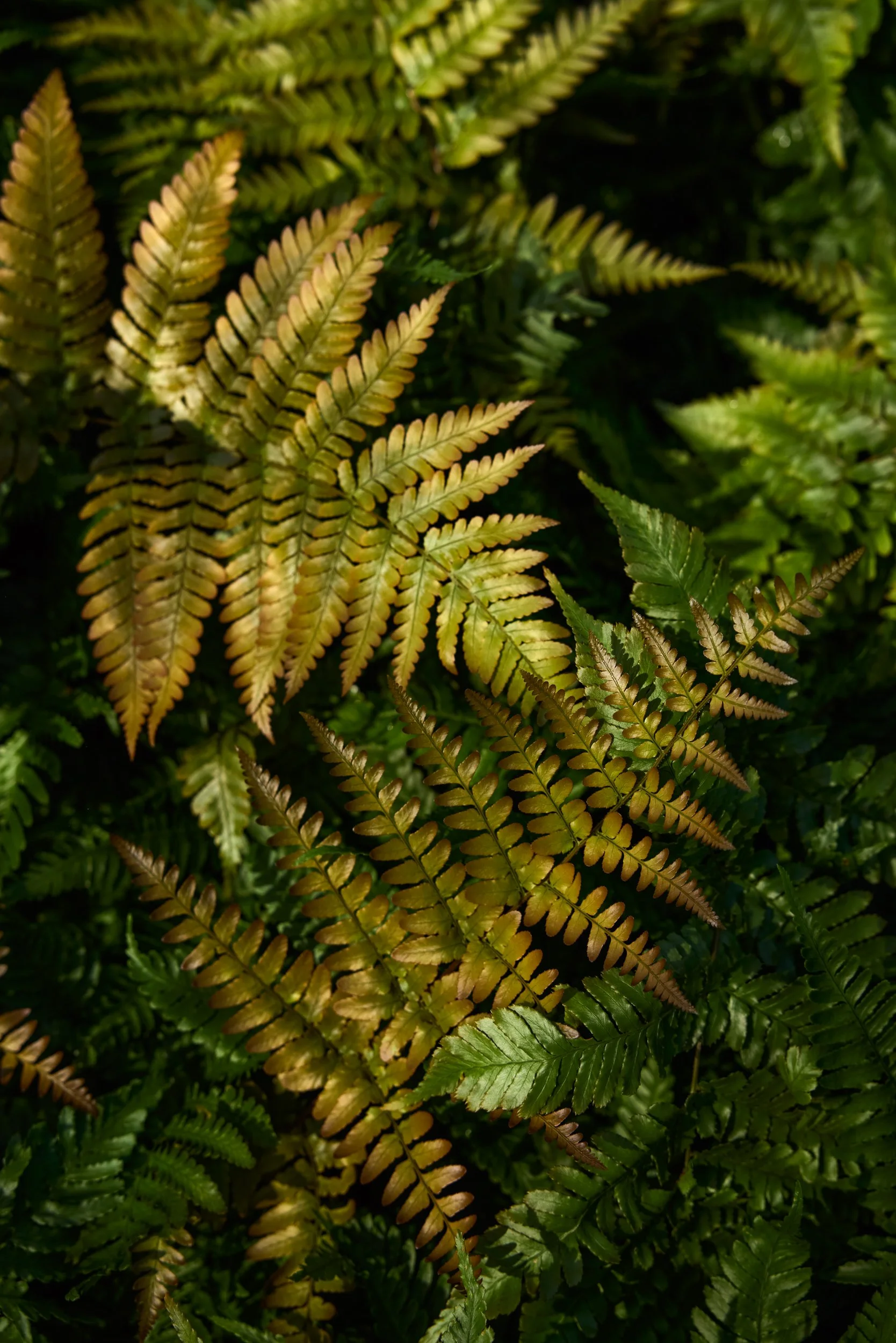 PRN_100225_NURSERY_988.jpg