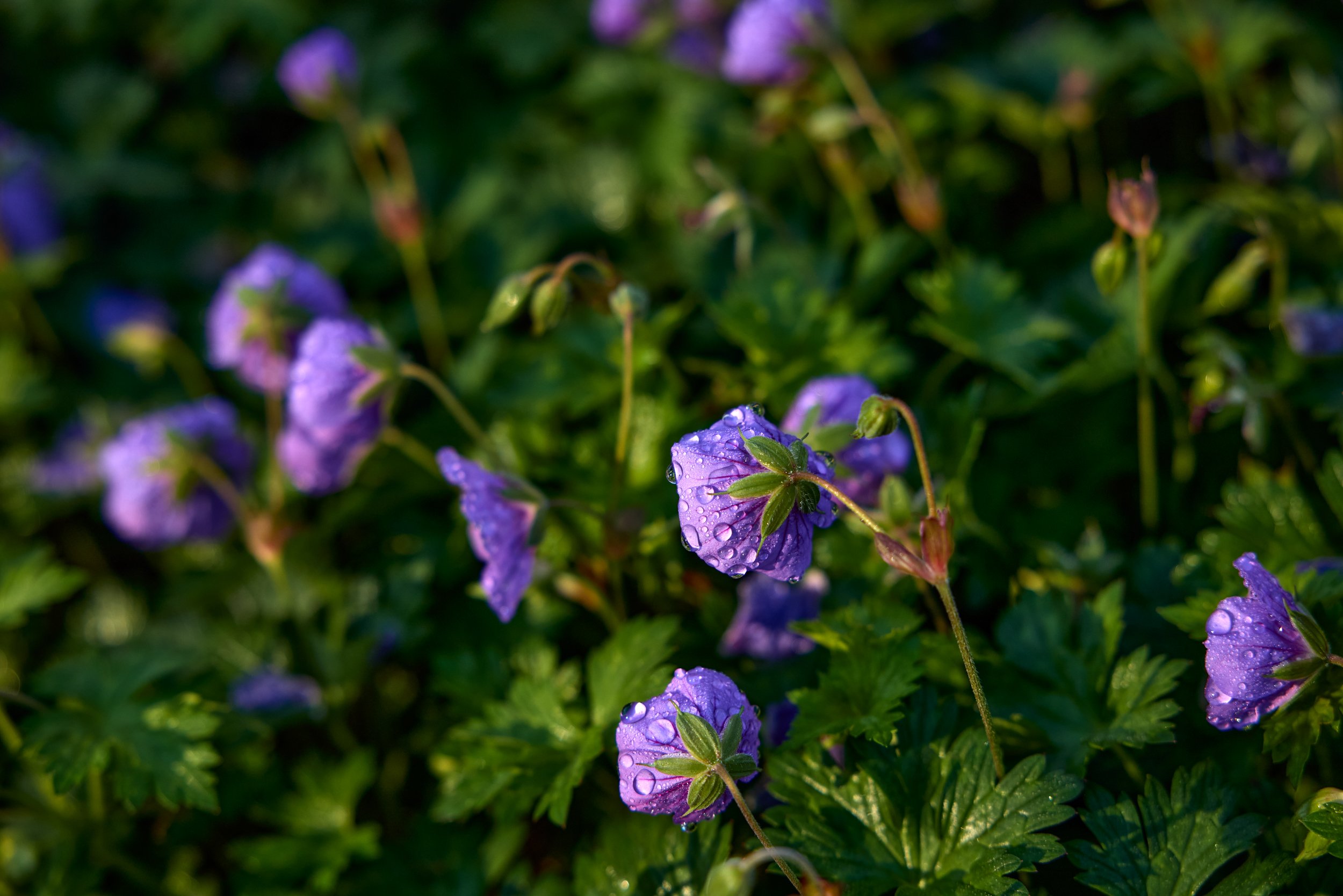 PRN_100225_NURSERY_366.jpg