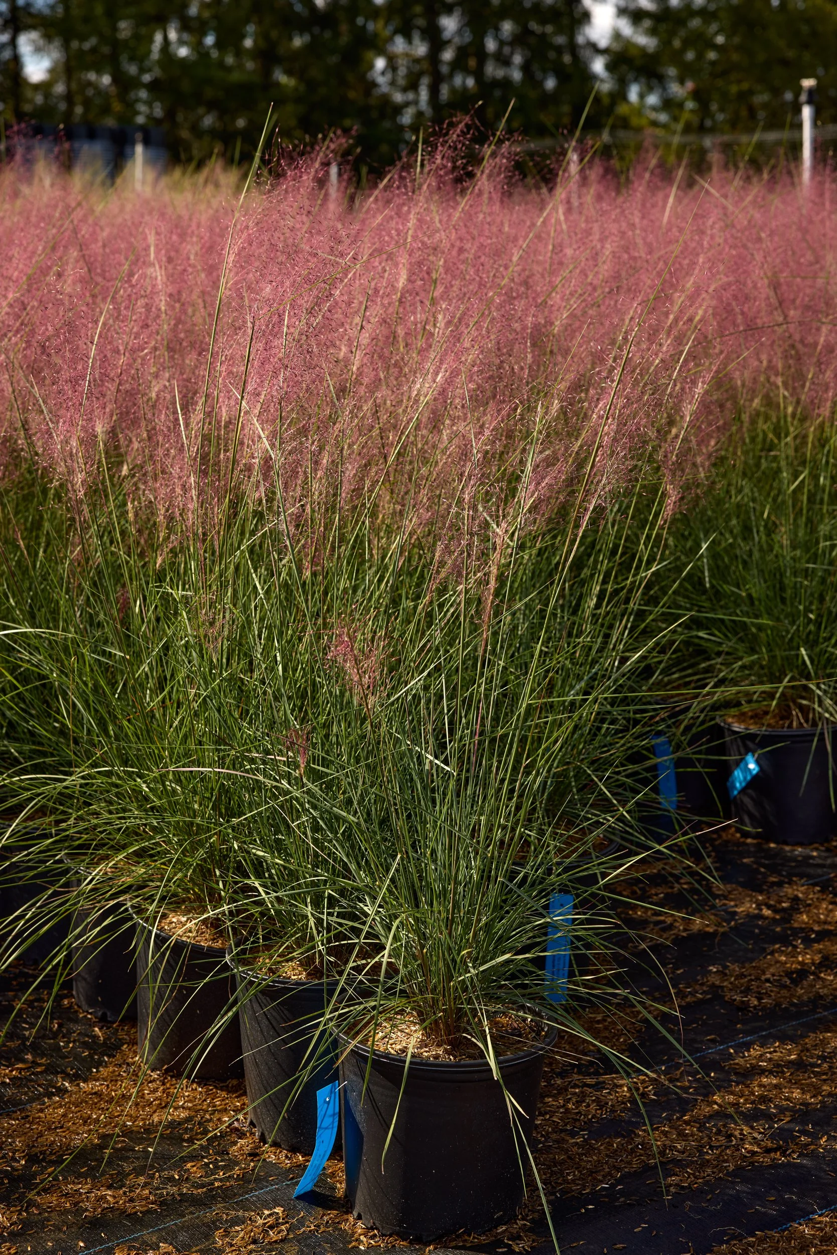 PRN_100225_NURSERY_790.jpg
