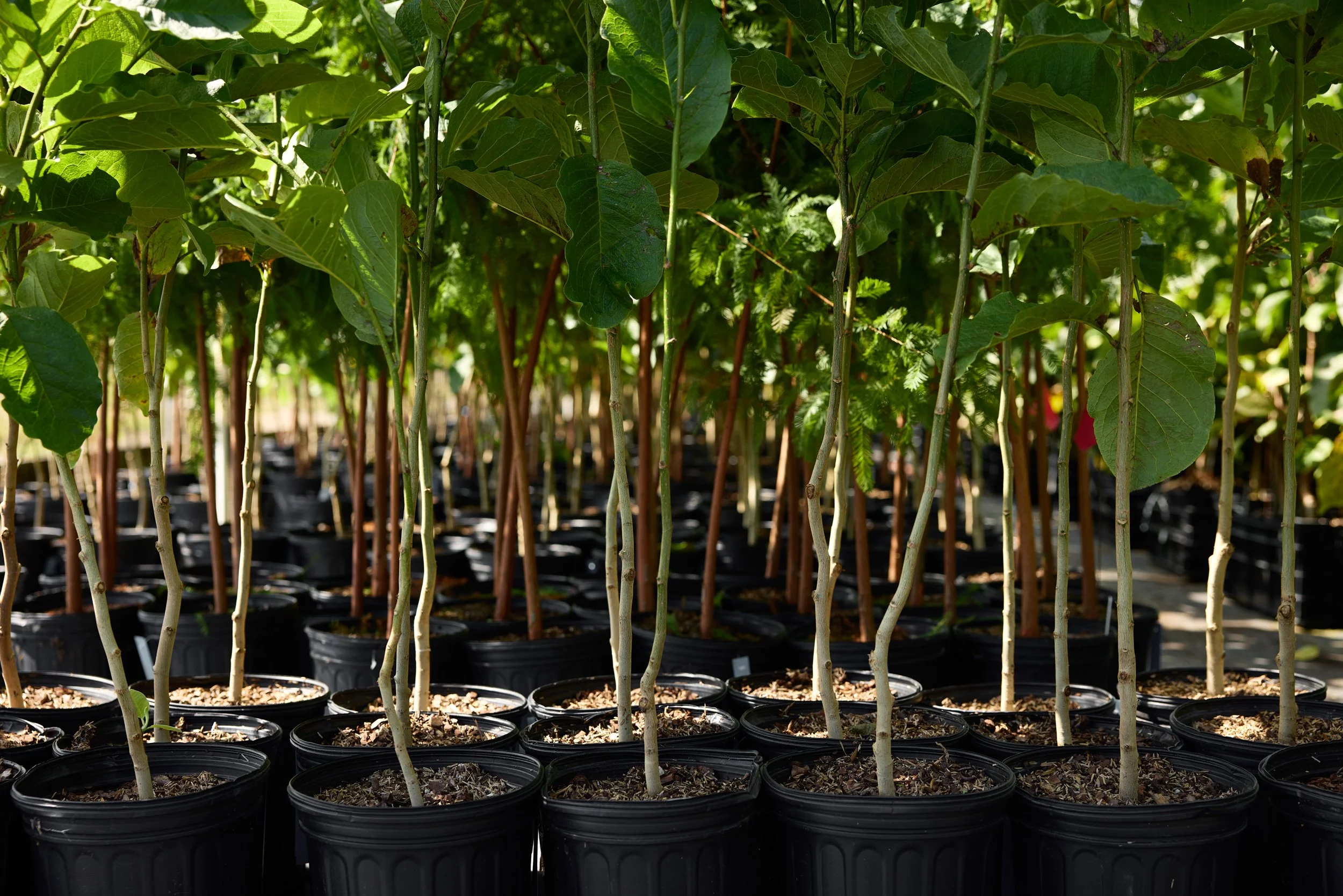 PRN_100225_NURSERY_950.jpg