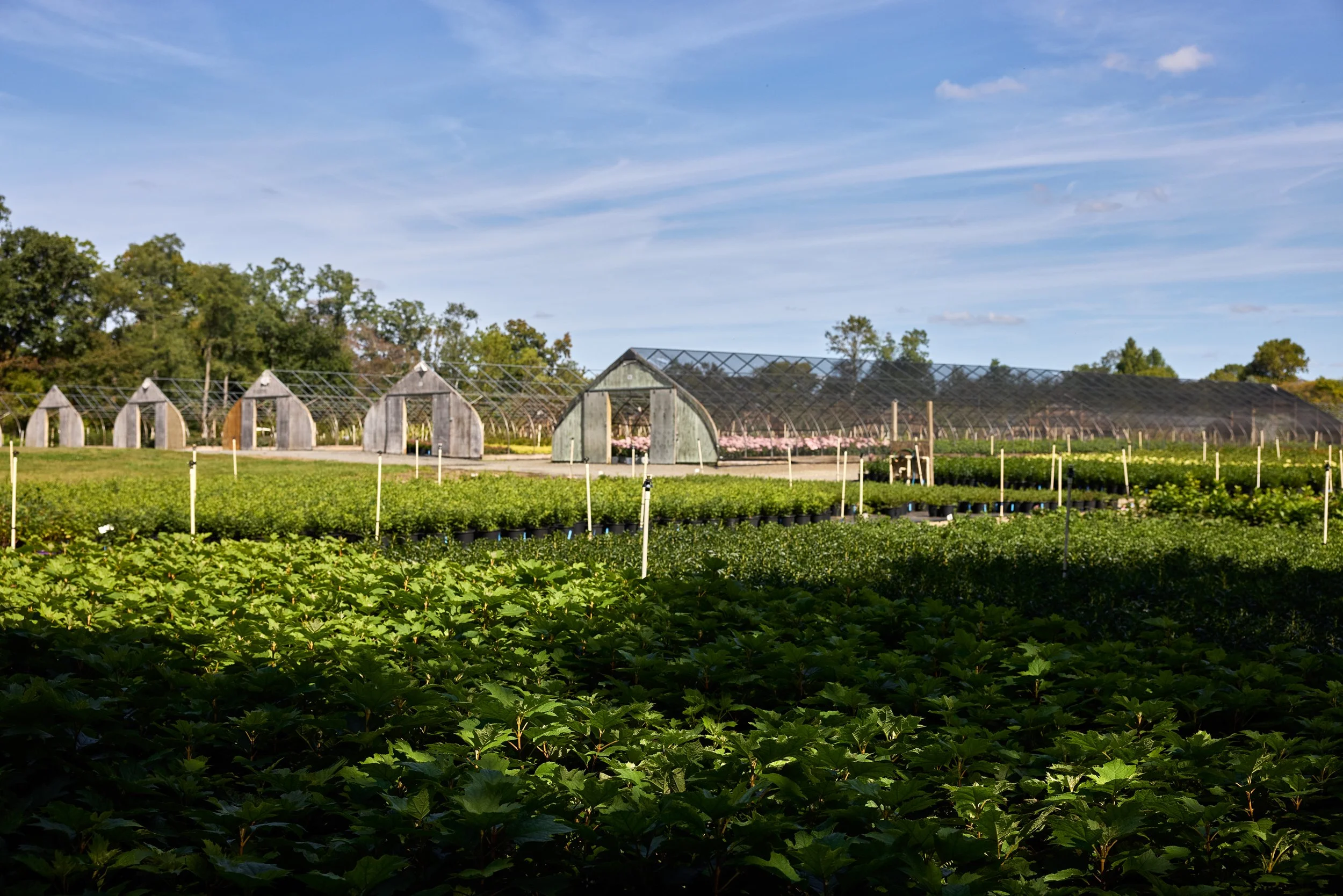 PRN_100225_NURSERY_998.jpg