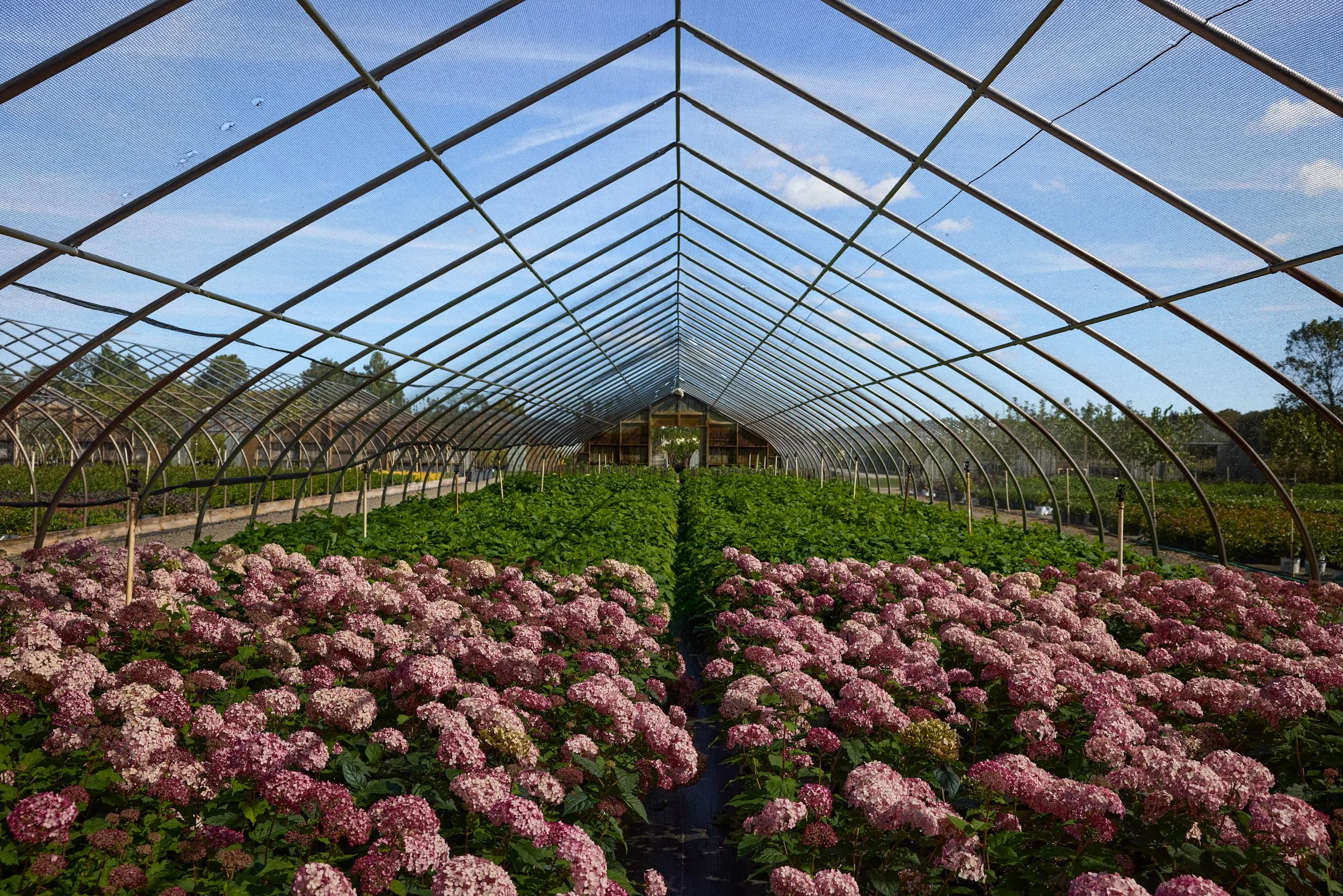PRN_100225_NURSERY_1004.jpg