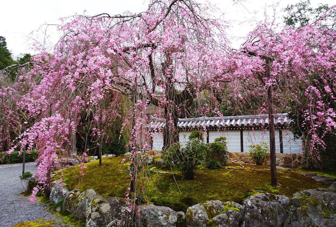 Beautiful Cherry Blossoms at Saihoji Kokedera (Moss Temple)