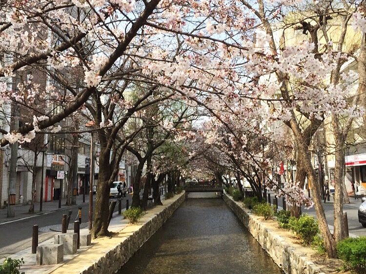 Cherry Blossoms in Kyoto 