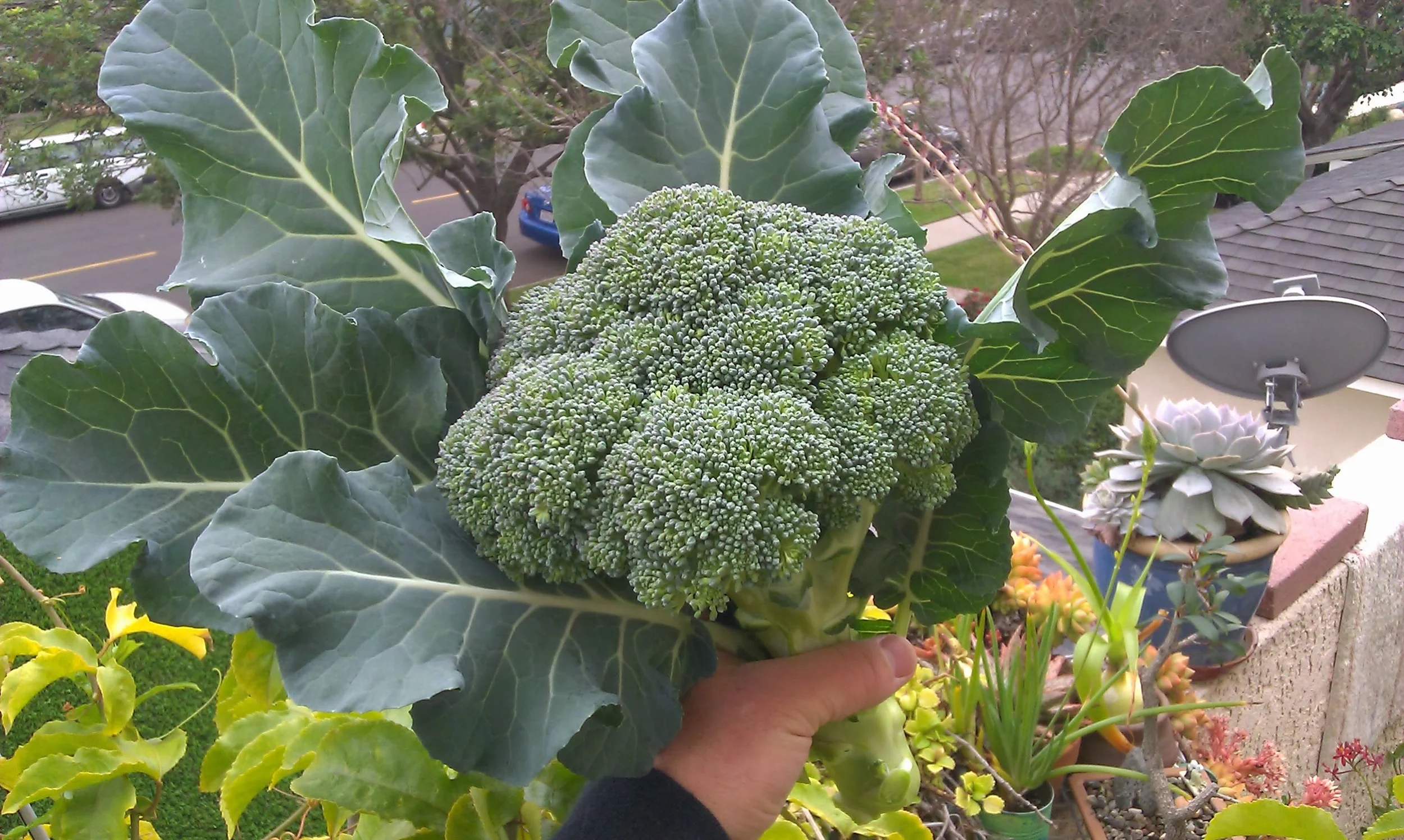 IMAG0725.jpg