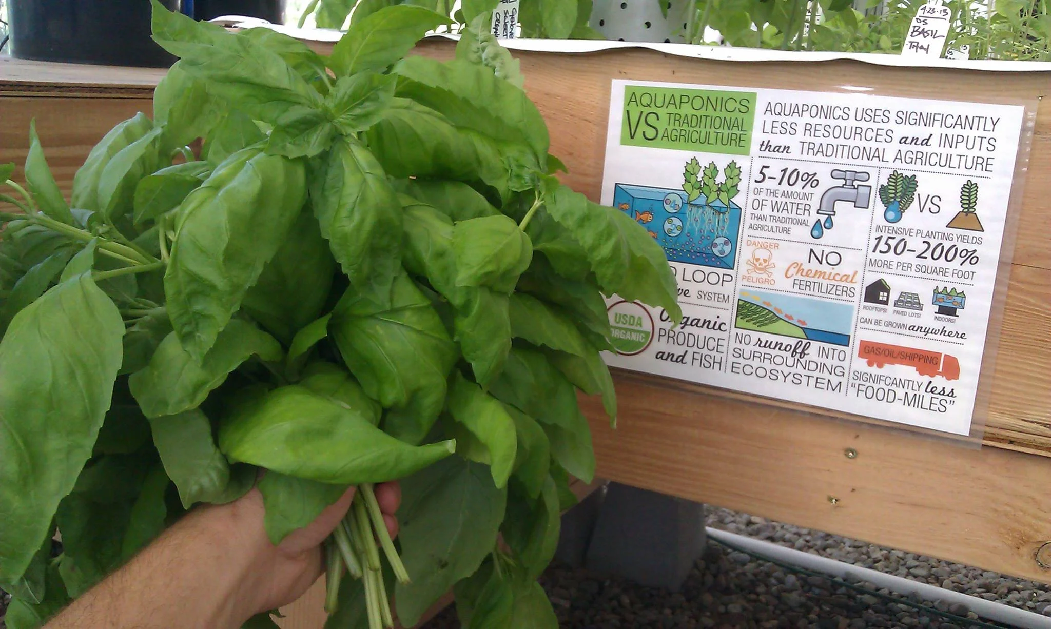 basil and infographic.jpg