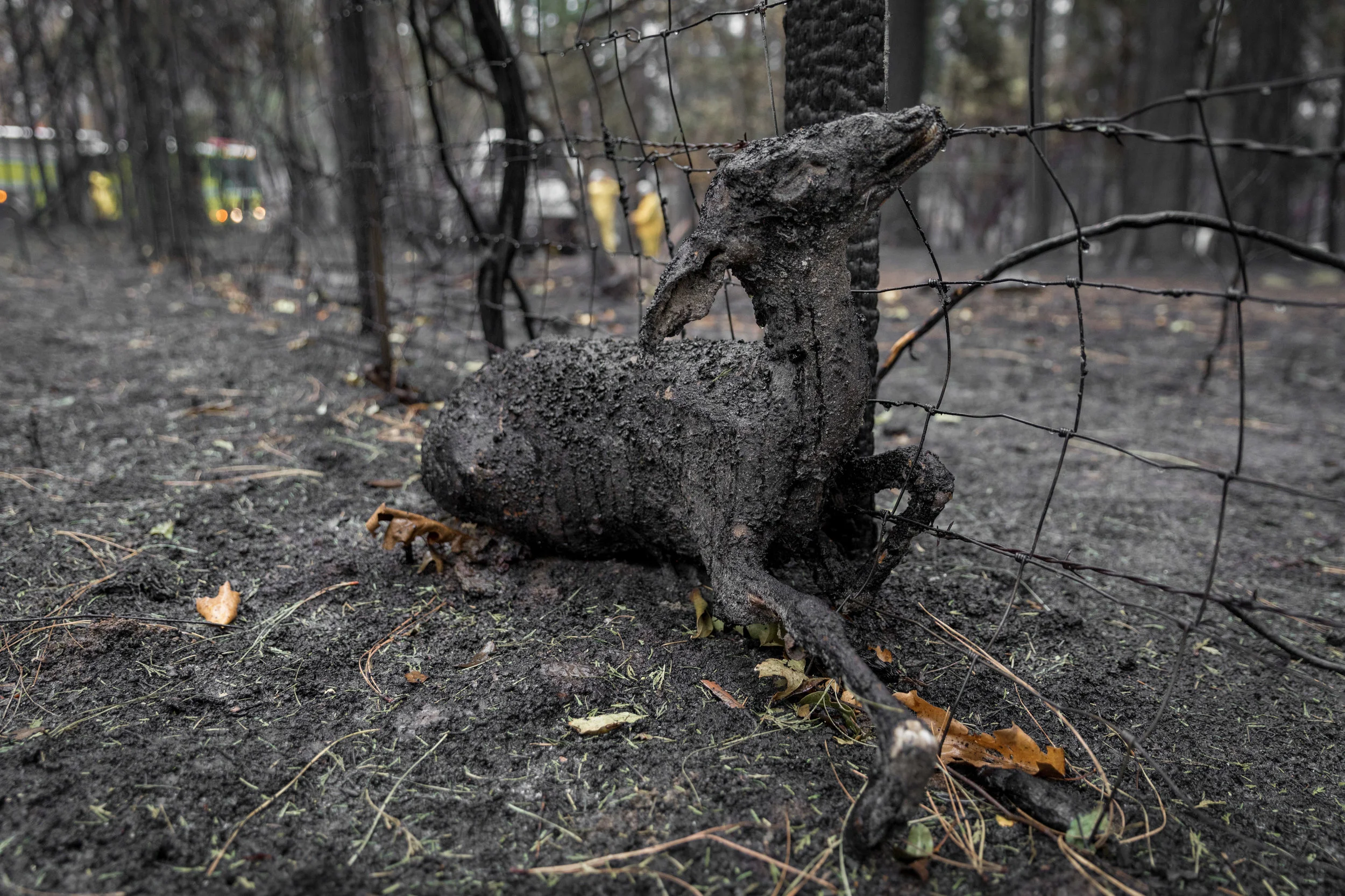 An animal stuck in the barbed wire burned after being unable to escape the Camp Fire — Concow, CA — November 21st, 2018