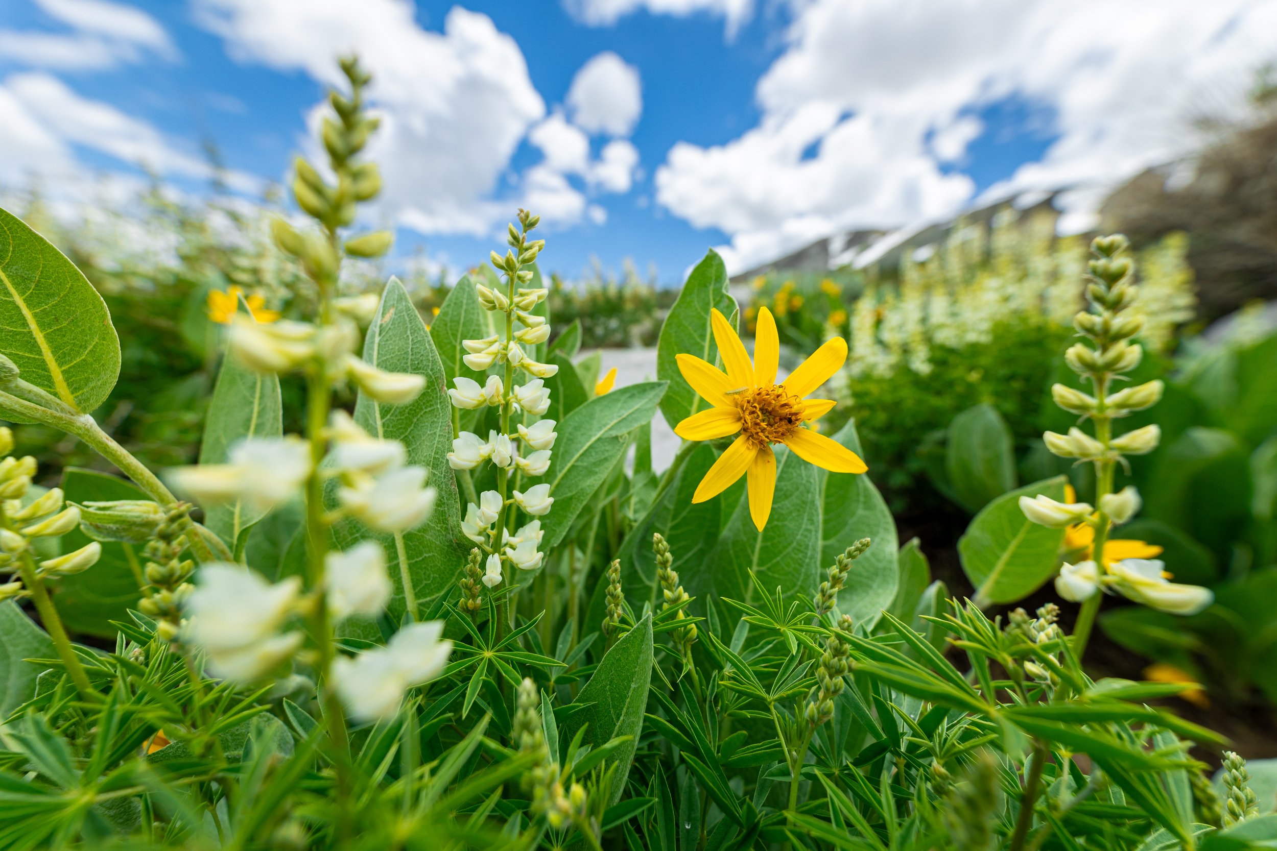 Laurel_Lakes_Flowers-187.jpg