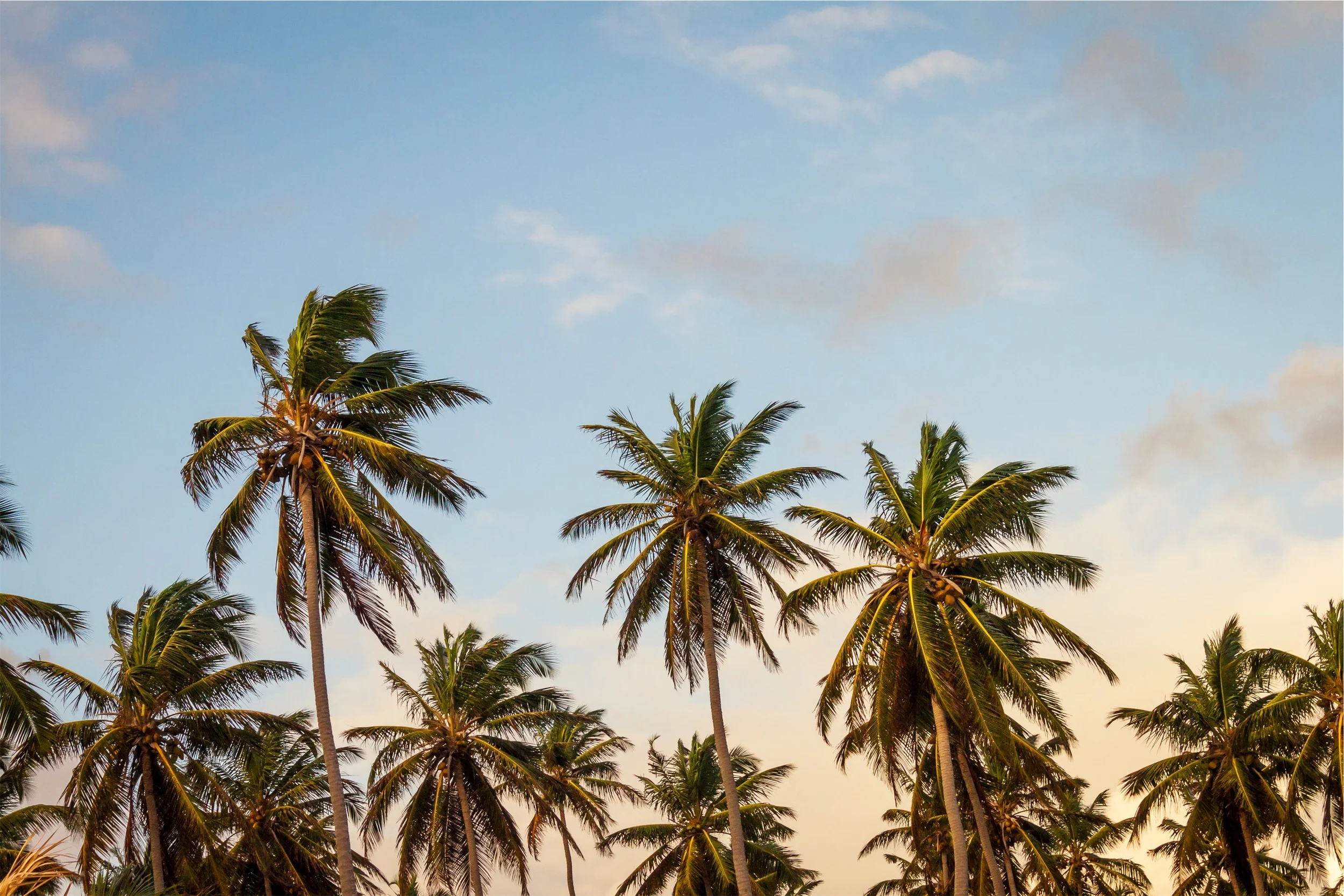 africa-beach-palms-4952.jpeg